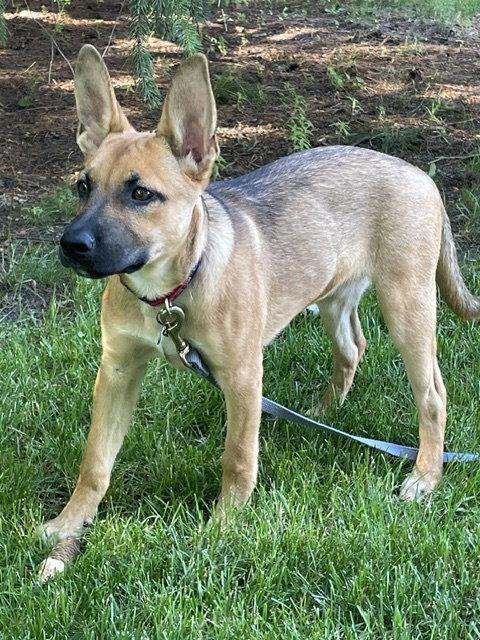 Enlarge **BRYNLEE**, a Adoptable Shepherd in North Prairie, WI image 2/2