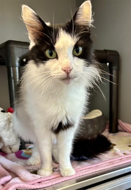 ASIA, Adoptable, Young Female Domestic Medium Hair.