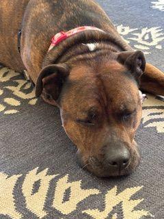 Enlarge Athena, a Adoptable Boxer in CLINTON, WA image 2/2