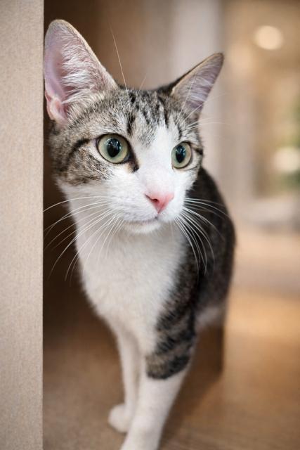 Enlarge Mousy, an adopted Tabby in Los Angeles, CA image 2/4