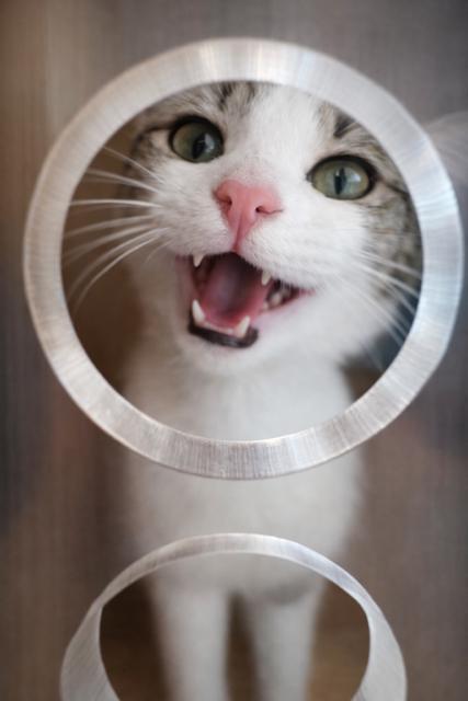 Enlarge Mousy, an adopted Tabby in Los Angeles, CA image 4/4