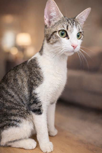 Enlarge Mousy, an adopted Tabby in Los Angeles, CA image 3/4
