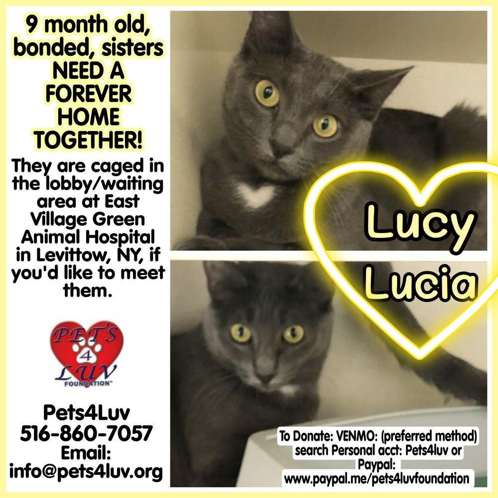 Lucia Laurelton, Adoptable, Kitten Female Domestic Short Hair & Russian Blue.