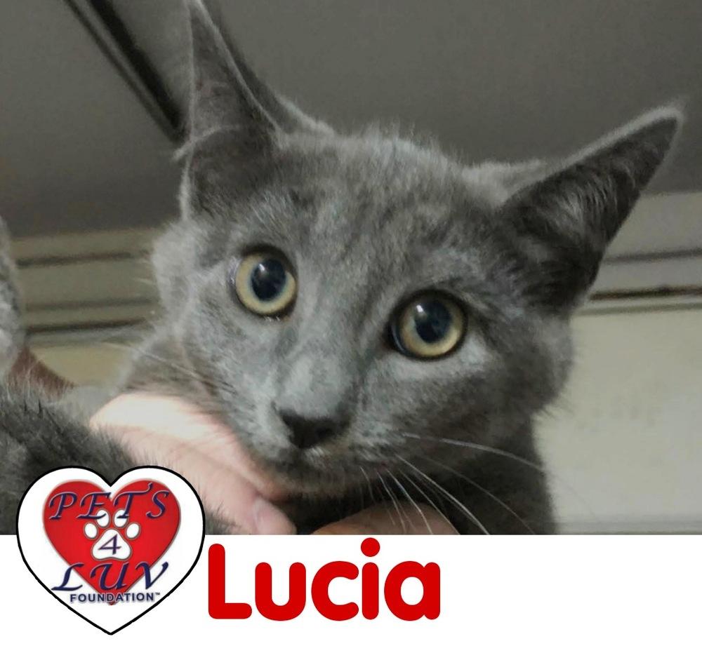 Enlarge Lucia Laurelton, a Adoptable mixed breed in Westbury, NY image 2/3