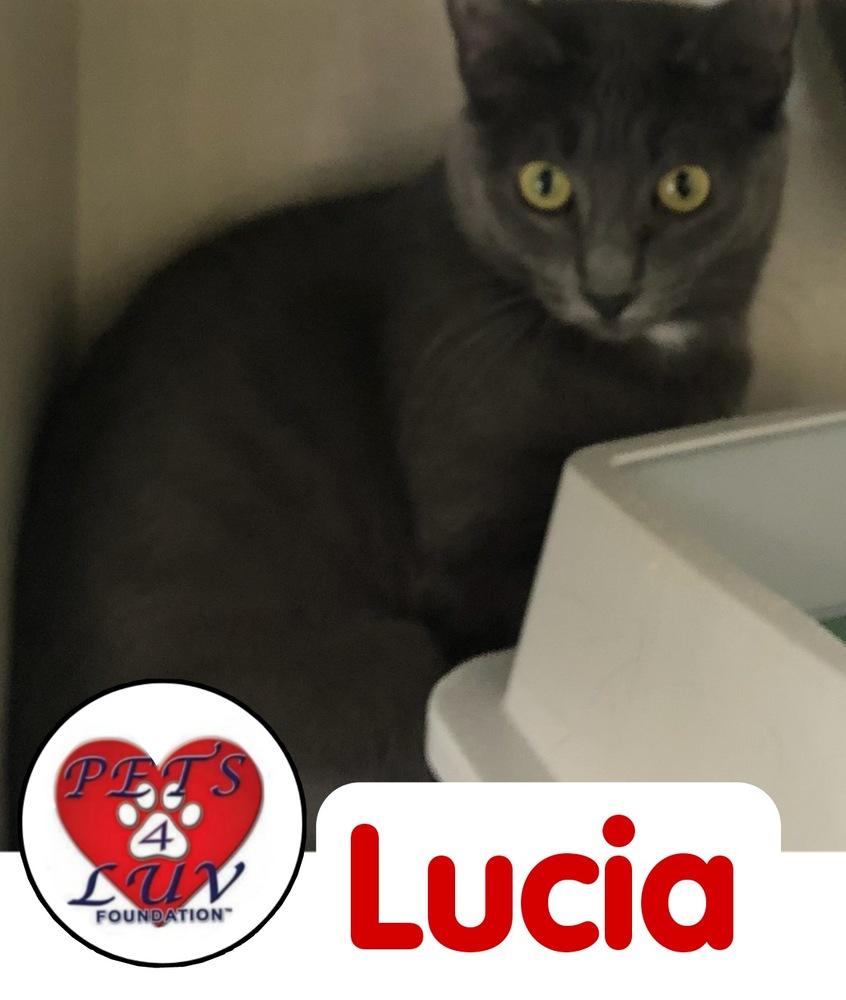 Enlarge Lucia Laurelton, a Adoptable mixed breed in Westbury, NY image 3/3