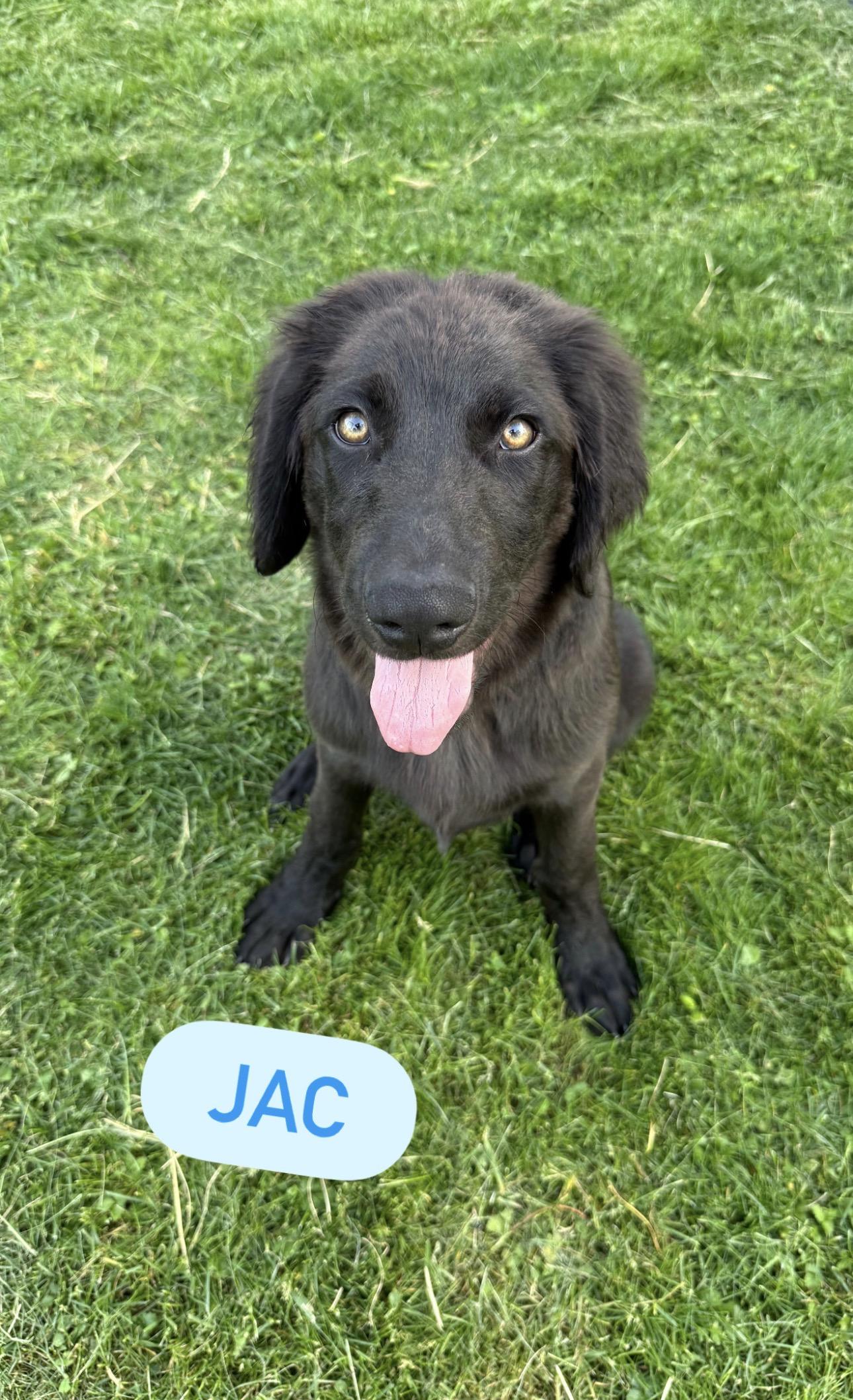 Enlarge Jac, an adopted mixed breed in Kutztown, PA image 2/3