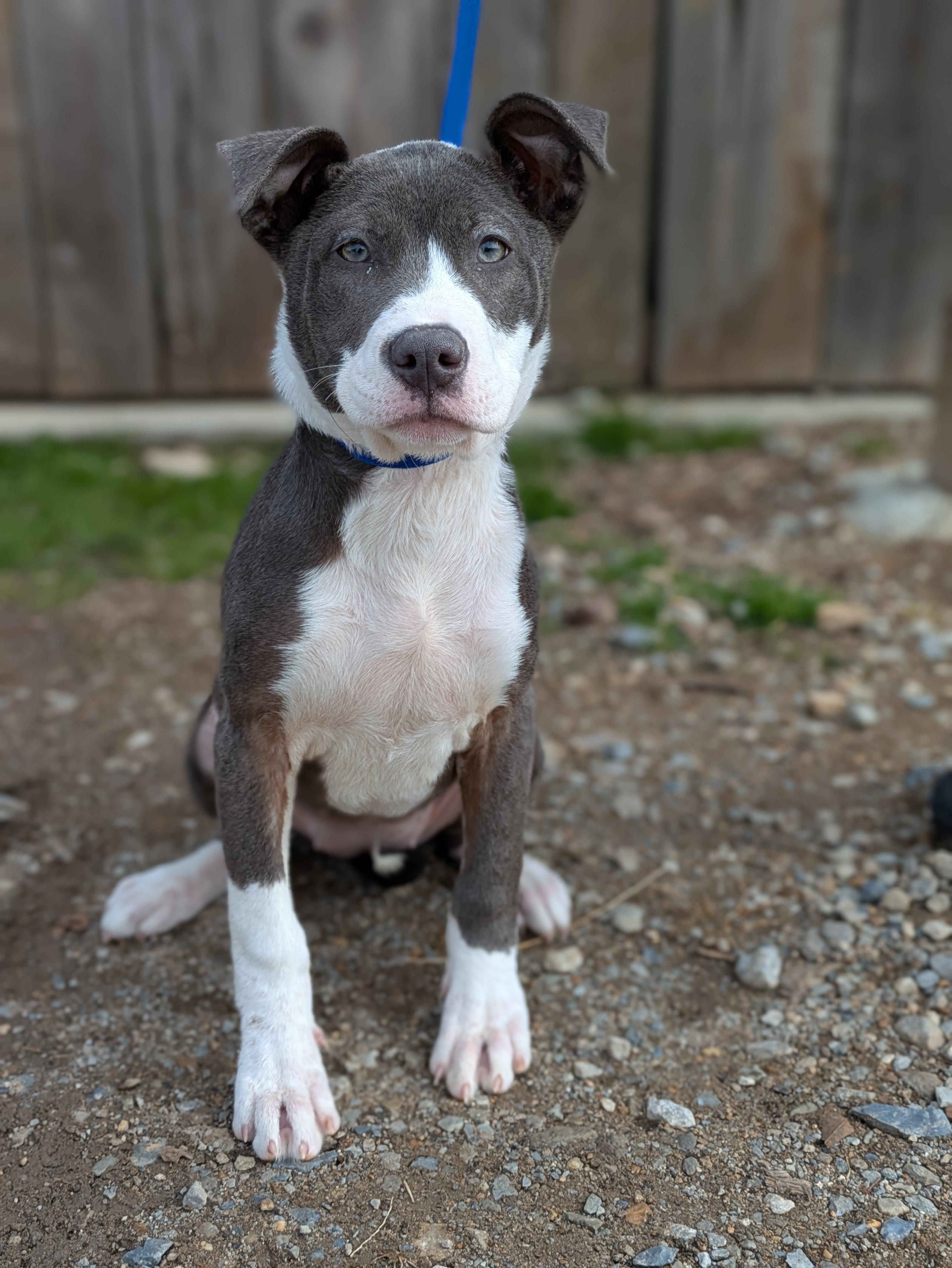 Dior, adopted, Puppy Female Mixed Breed.