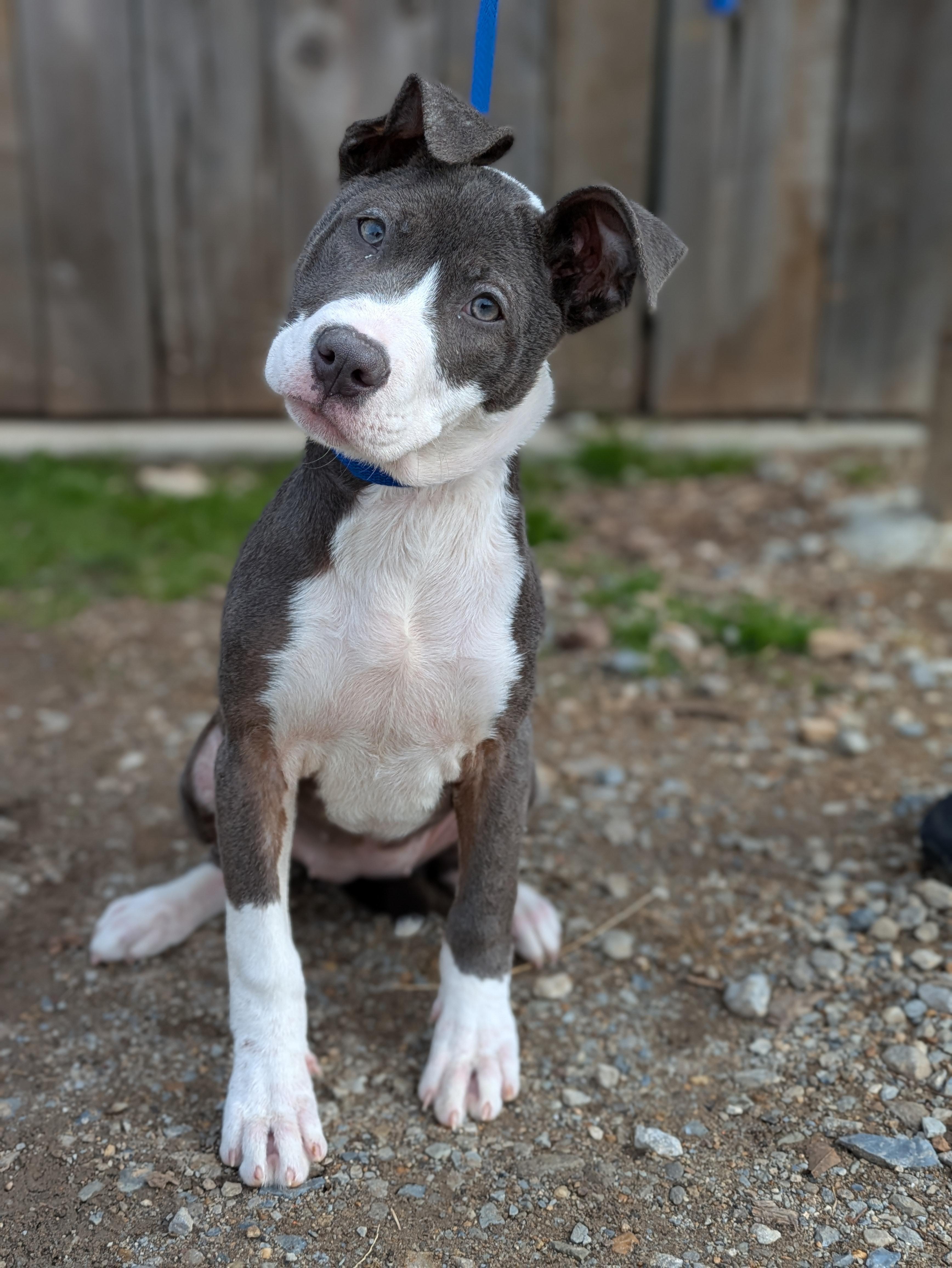 Enlarge Dior, an adopted Mixed Breed in Huntsville, AL image 4/4