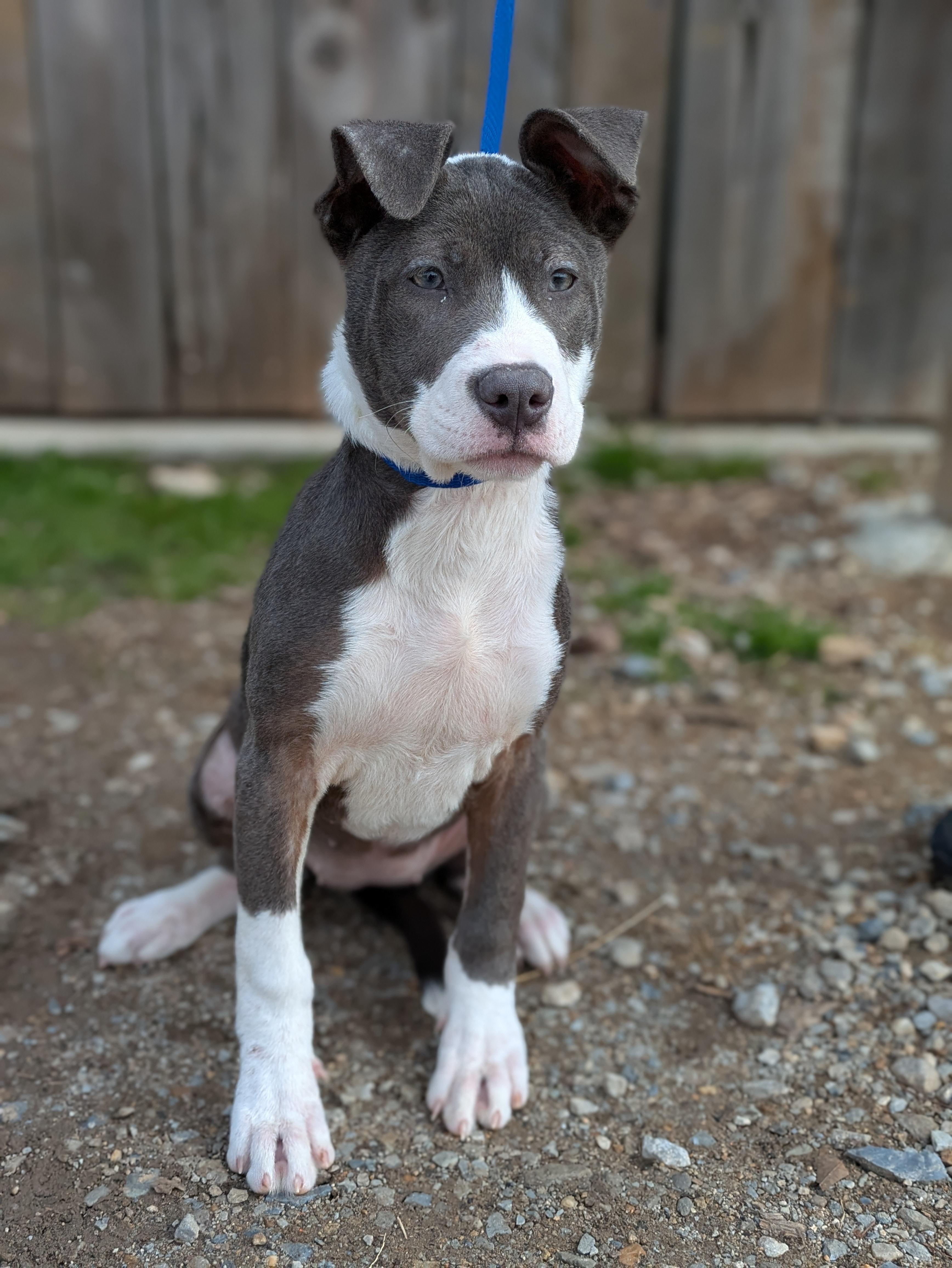 Enlarge Dior, an adopted Mixed Breed in Huntsville, AL image 3/4