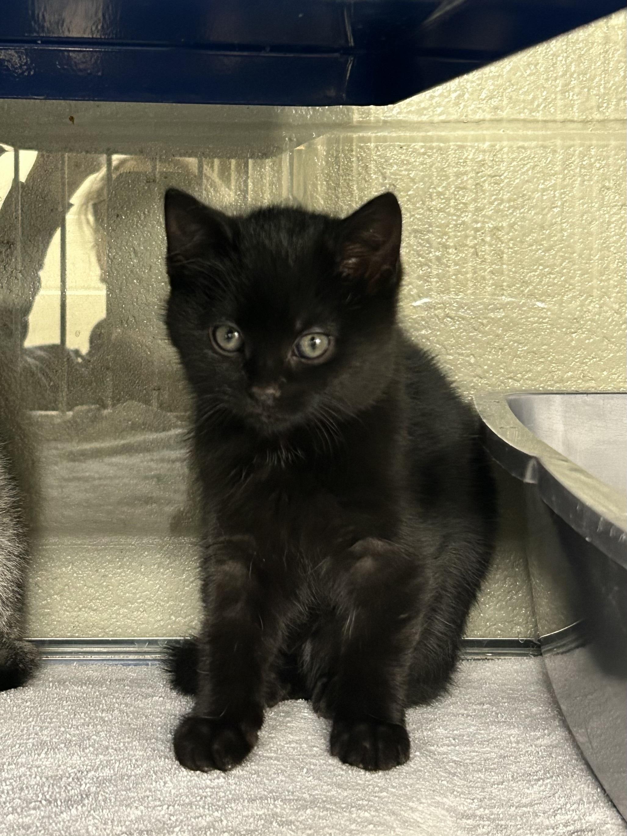 Polar, adopted, Kitten Male Domestic Short Hair.