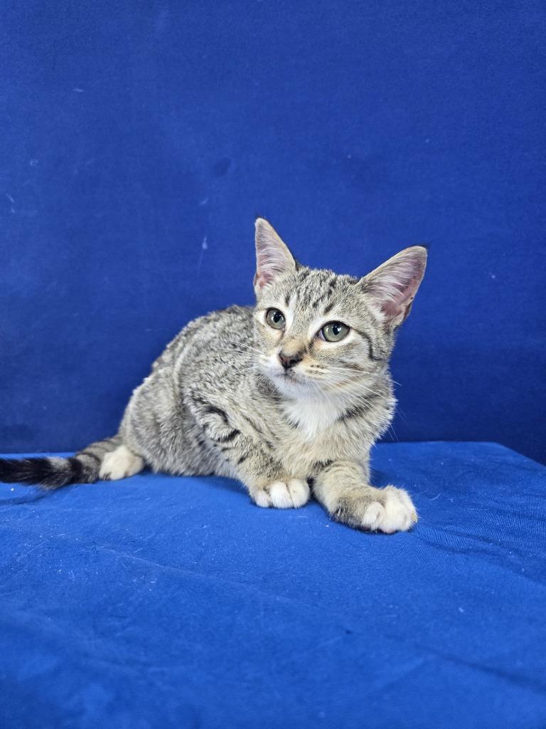 Suspended License, Adoptable, Young Female American Shorthair.