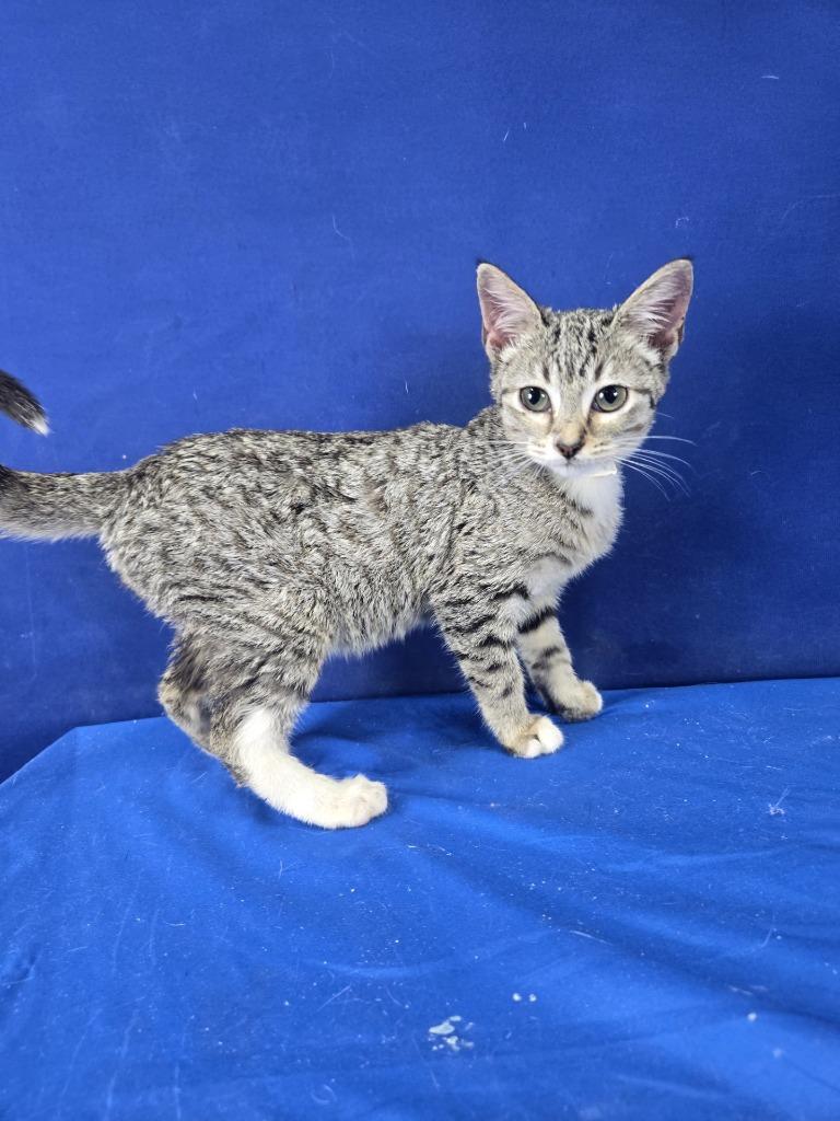 Enlarge Suspended License, a Adoptable American Shorthair in Ruston, LA image 2/2