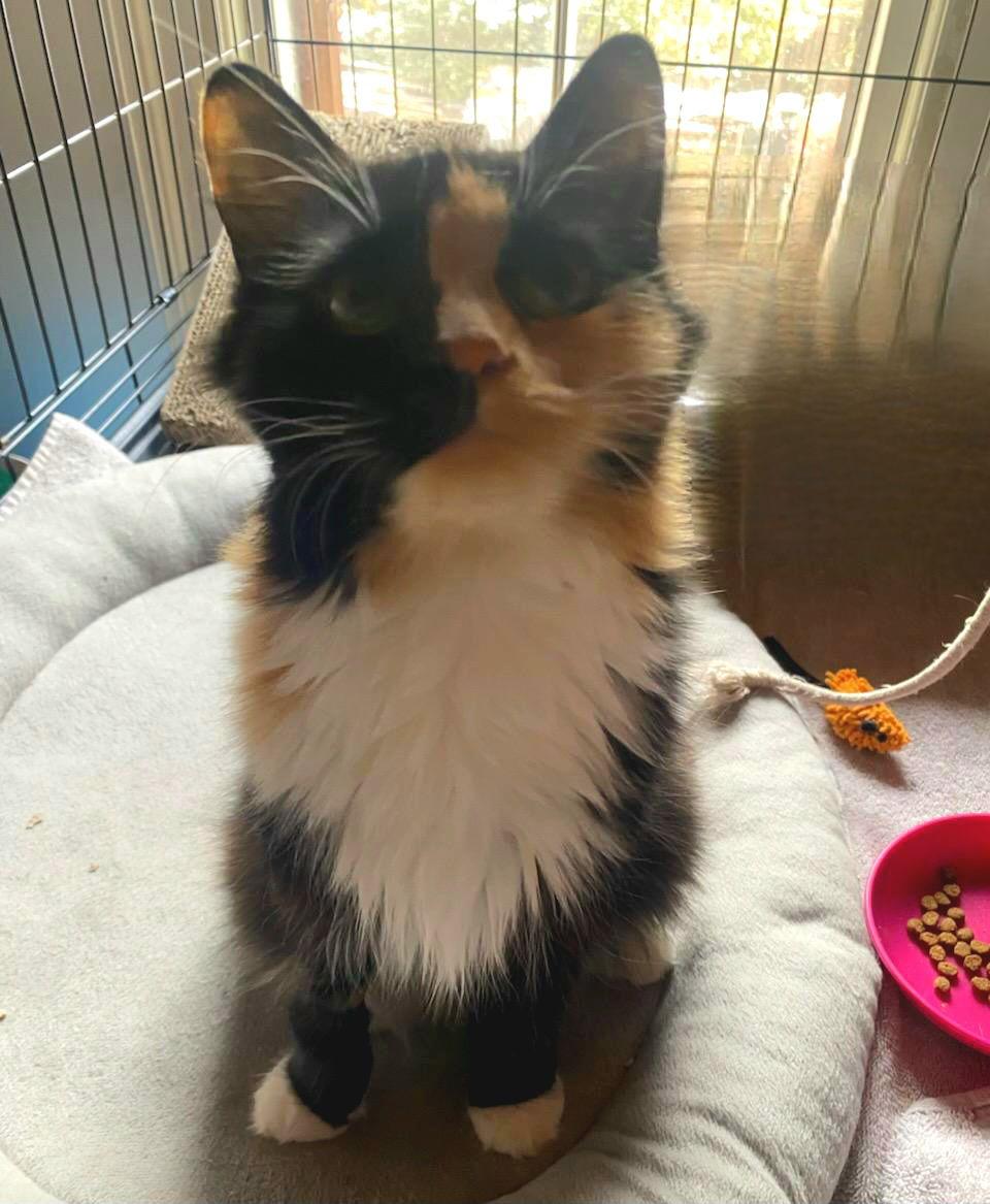 Mary Alice, a Adoptable Domestic Long Hair in Akron, OH image 1/3