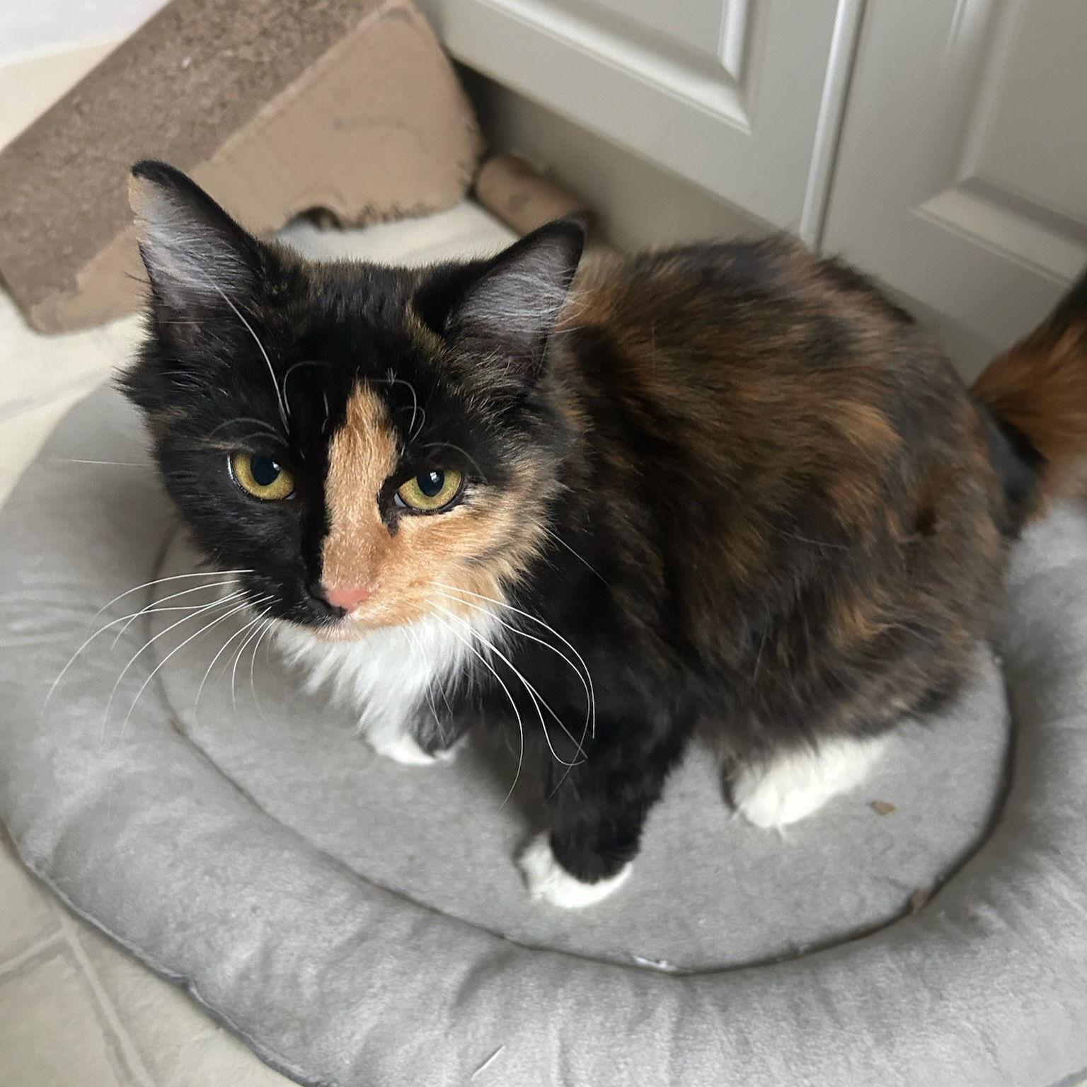 Mary Alice, a Adoptable Domestic Long Hair in Akron, OH image 2/3