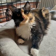 Mary Alice, a Adoptable Domestic Long Hair in Akron, OH image 3/3