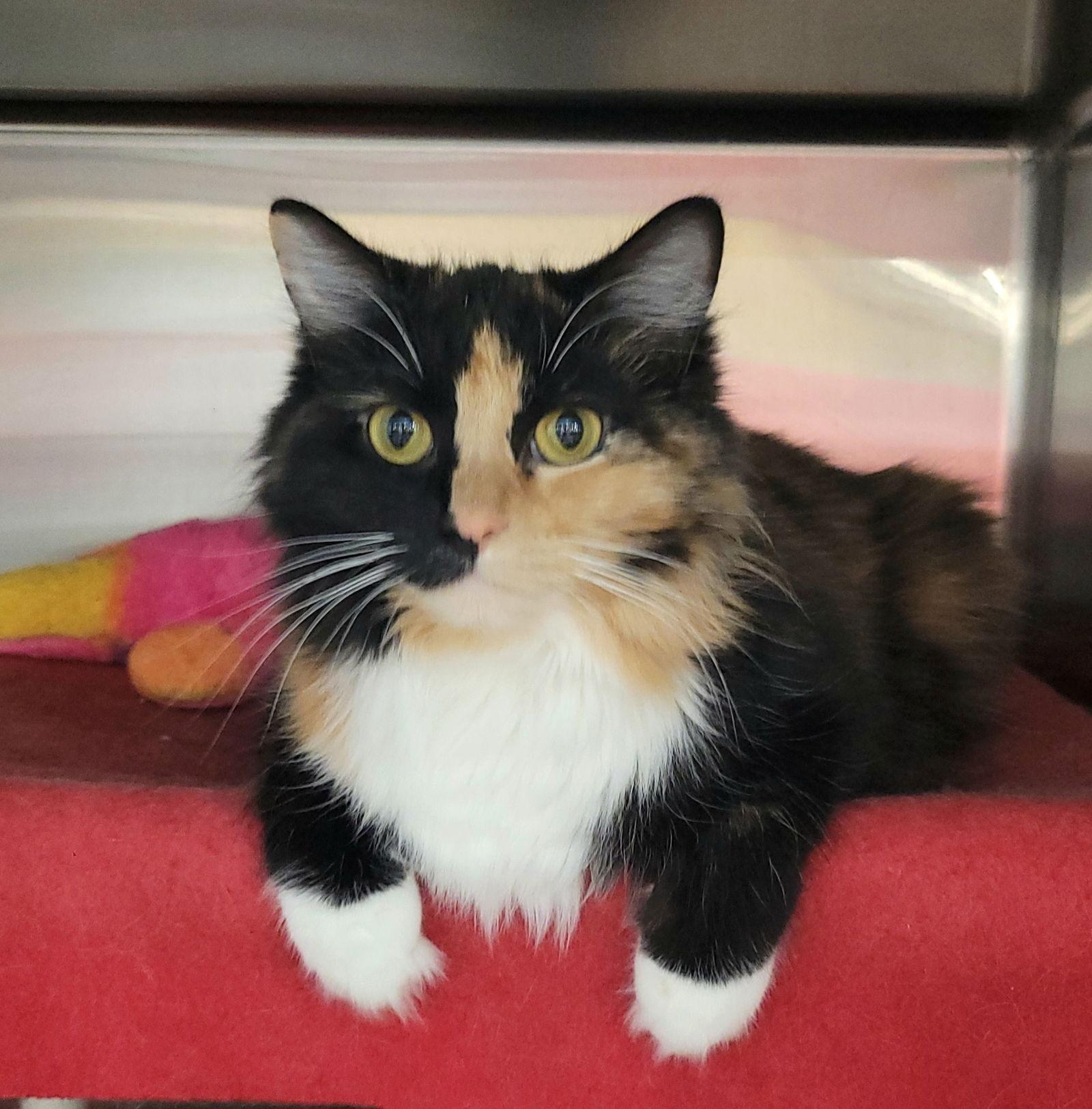 Enlarge Mary Alice, a Adoptable Domestic Long Hair in Akron, OH image 3/3