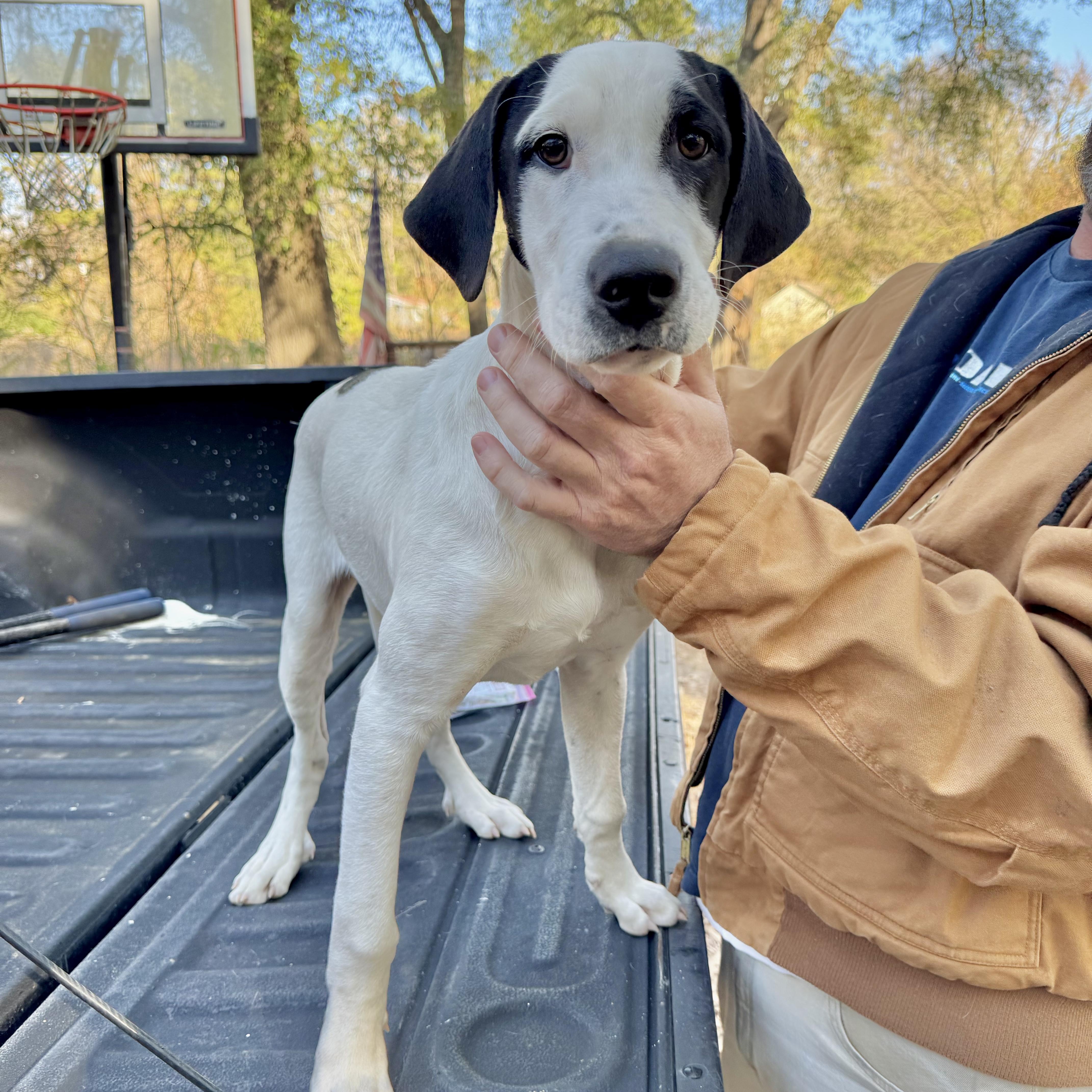 Enlarge Little Man, a ADOPTABLE mixed breed in Boston, MA image 1/6