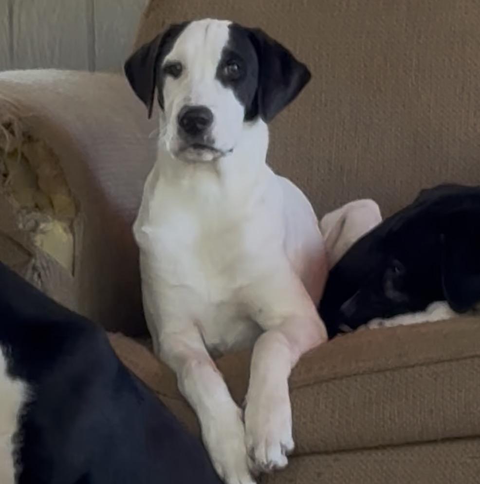 Enlarge Little Man, a ADOPTABLE mixed breed in Boston, MA image 6/6