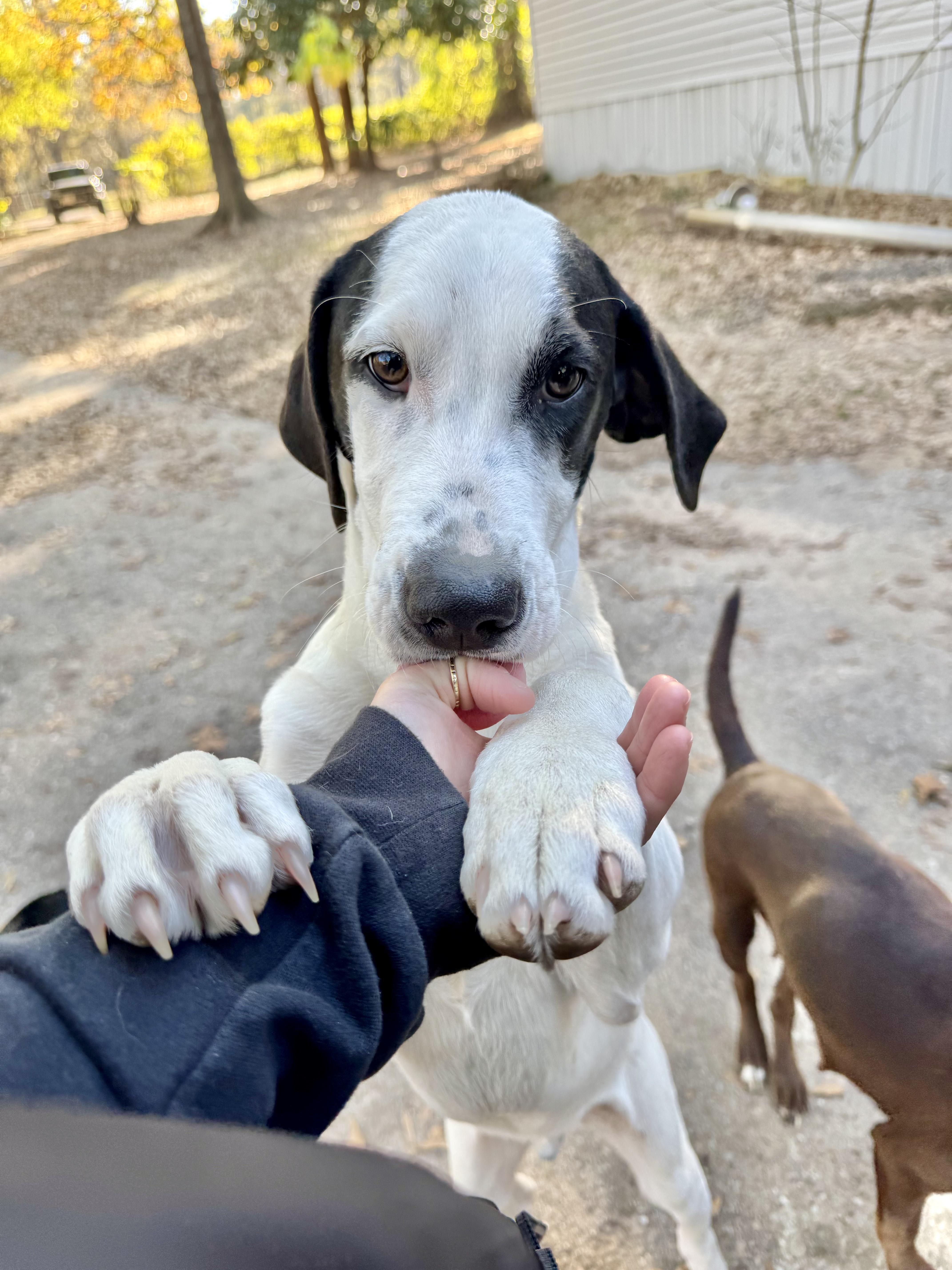 Enlarge Little Man, a ADOPTABLE mixed breed in Boston, MA image 3/6