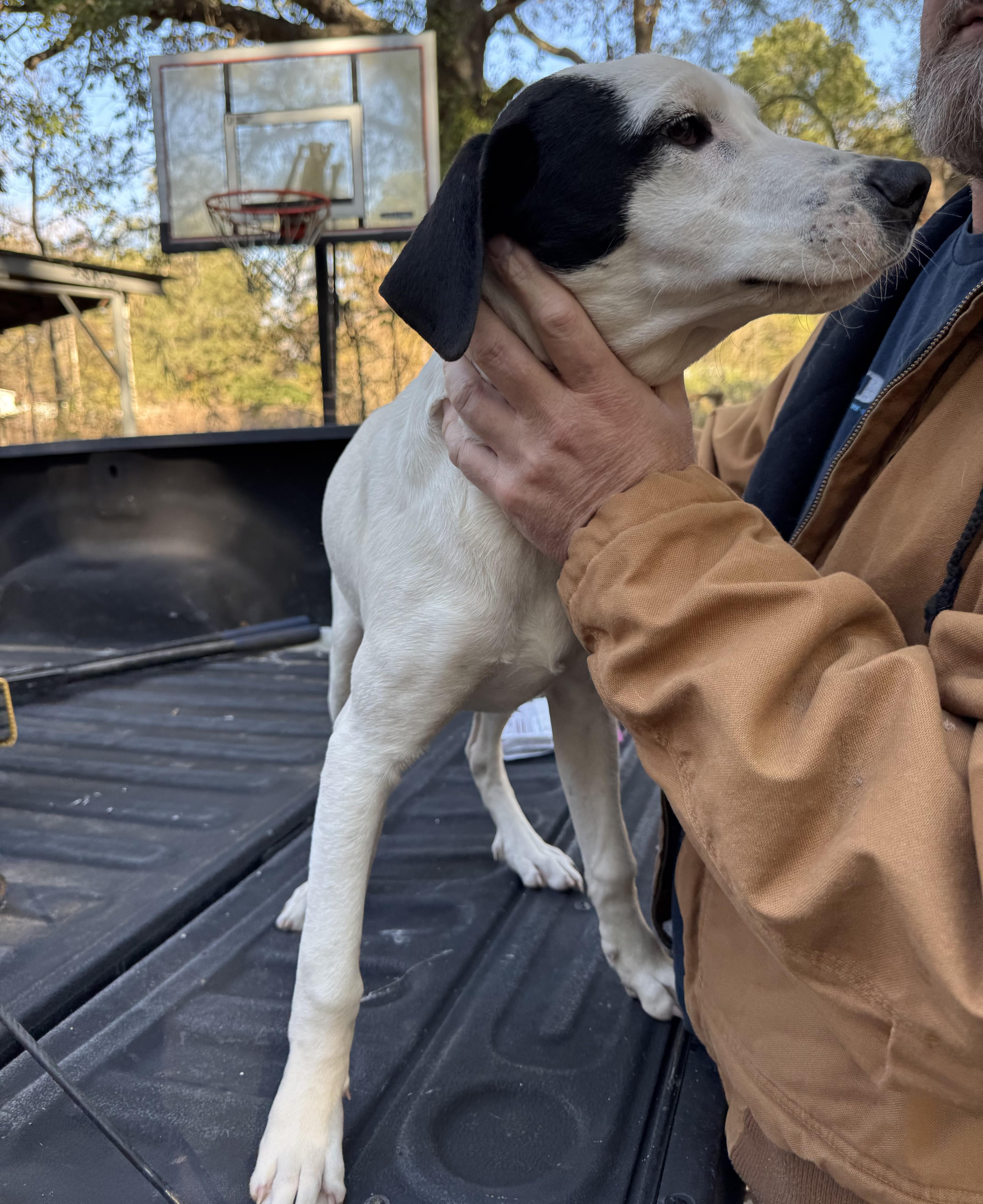 Enlarge Little Man, a ADOPTABLE mixed breed in Boston, MA image 2/6