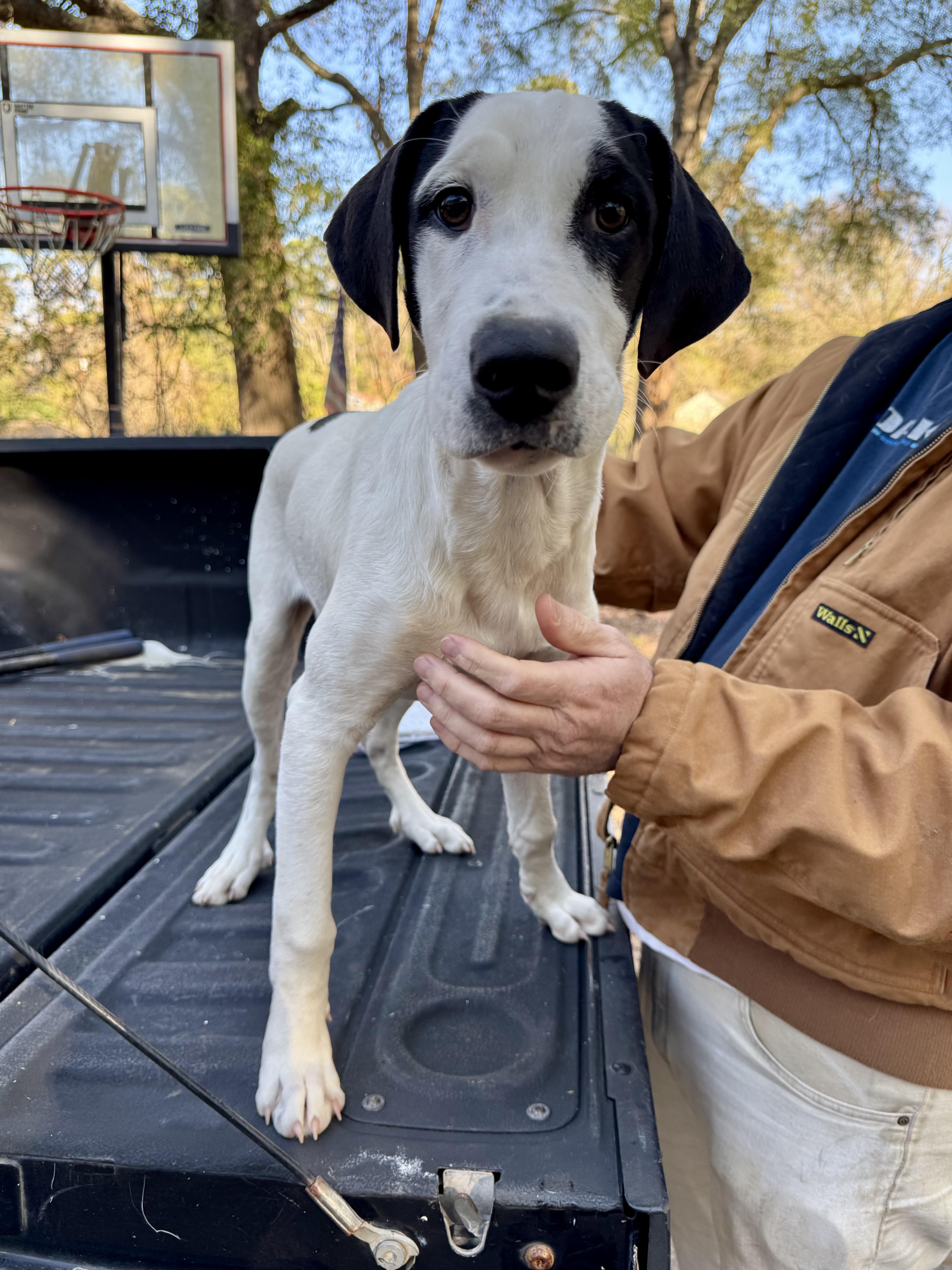 Enlarge Little Man, a ADOPTABLE mixed breed in Boston, MA image 5/6