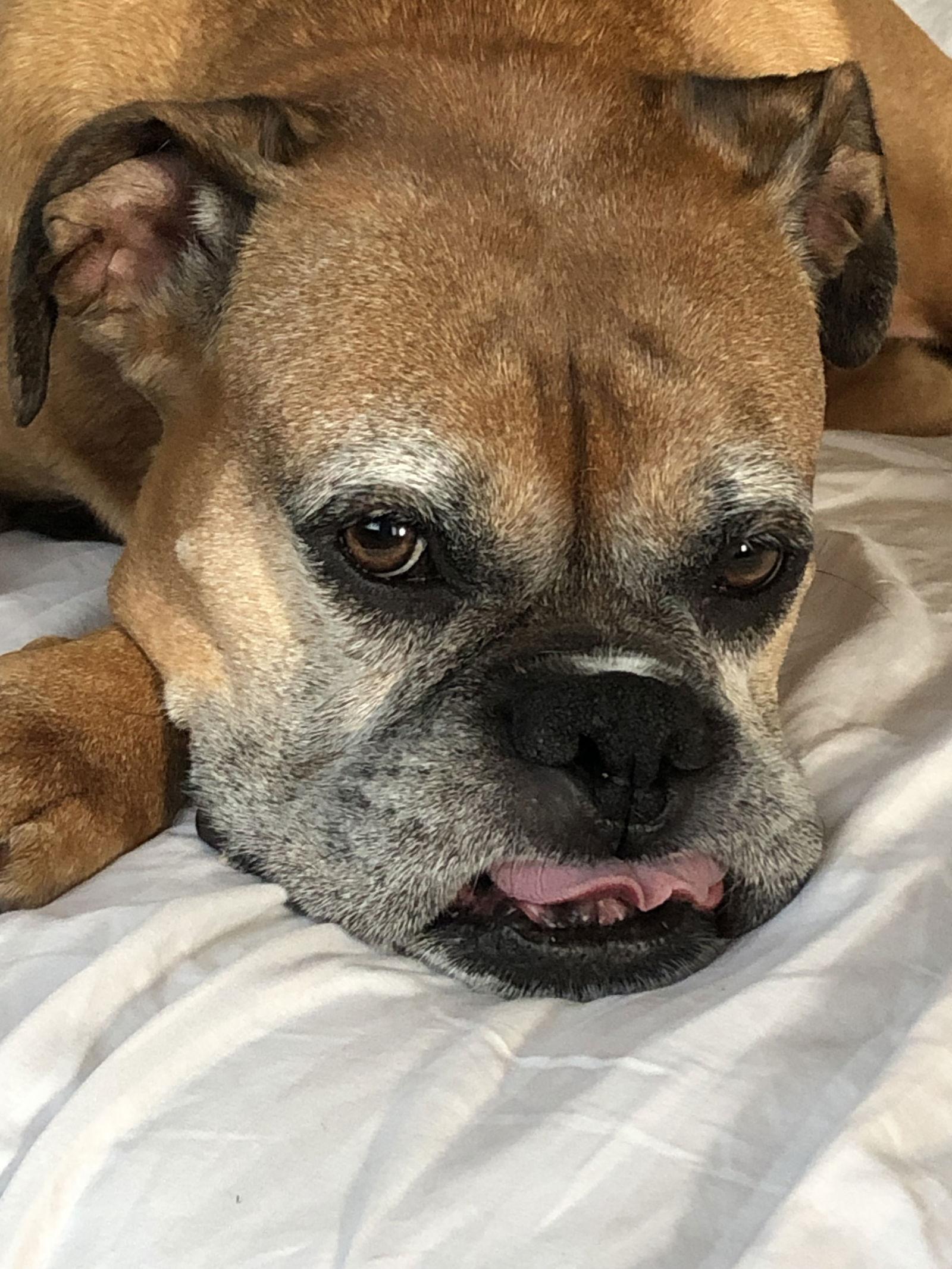 Enlarge Sadie, a Adoptable Boxer in Lincoln, NE image 1/3