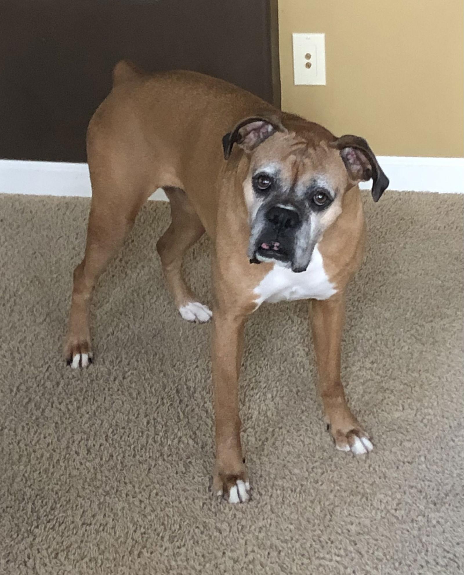 Enlarge Sadie, a Adoptable Boxer in Lincoln, NE image 2/3