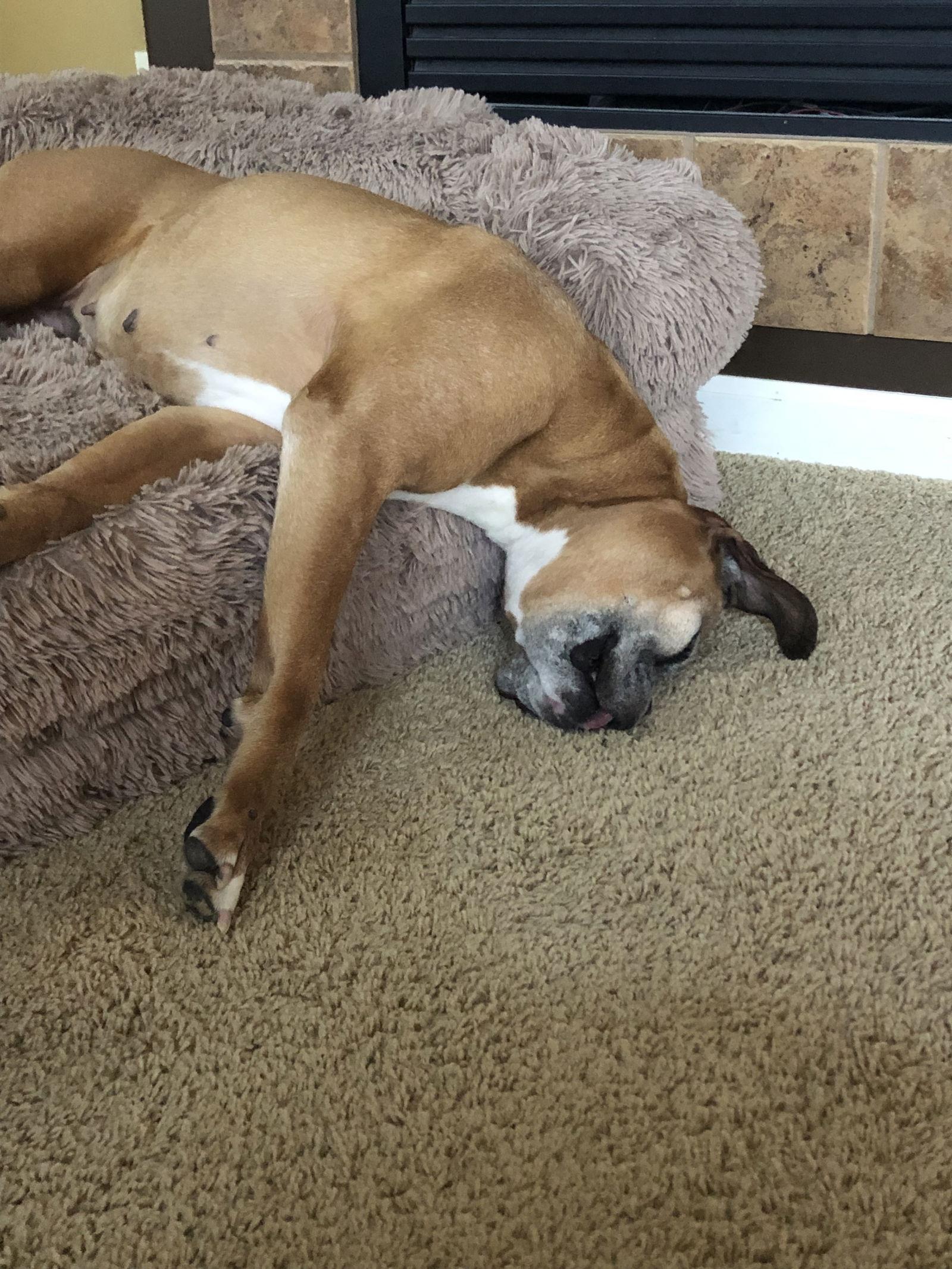 Enlarge Sadie, a Adoptable Boxer in Lincoln, NE image 3/3