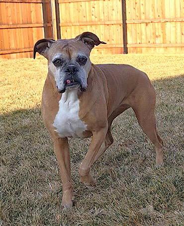 Enlarge Sadie, a Adoptable Boxer in Lincoln, NE image 3/3