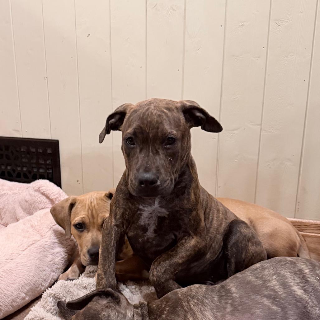 Enlarge Toad, a Adoptable mixed breed in Northville, MI image 1/3