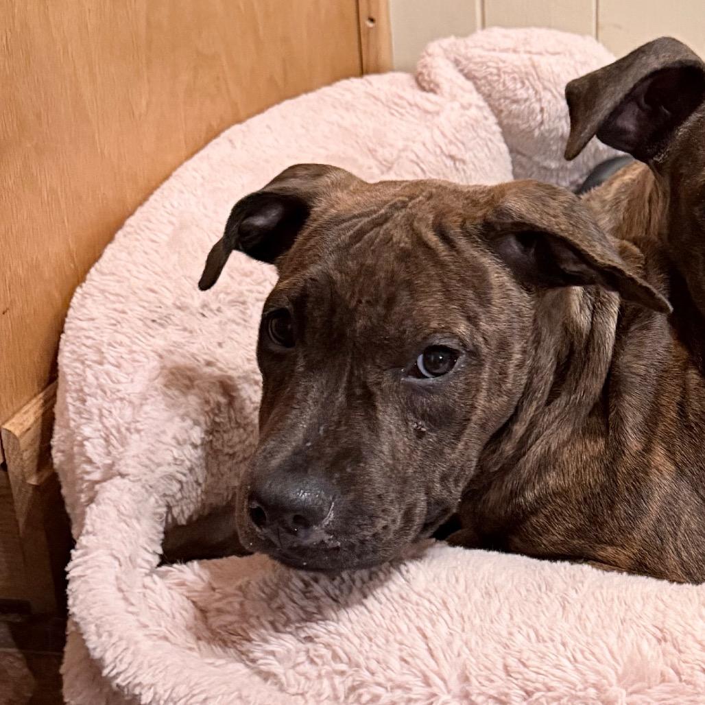 Enlarge Toad, a Adoptable mixed breed in Northville, MI image 2/3