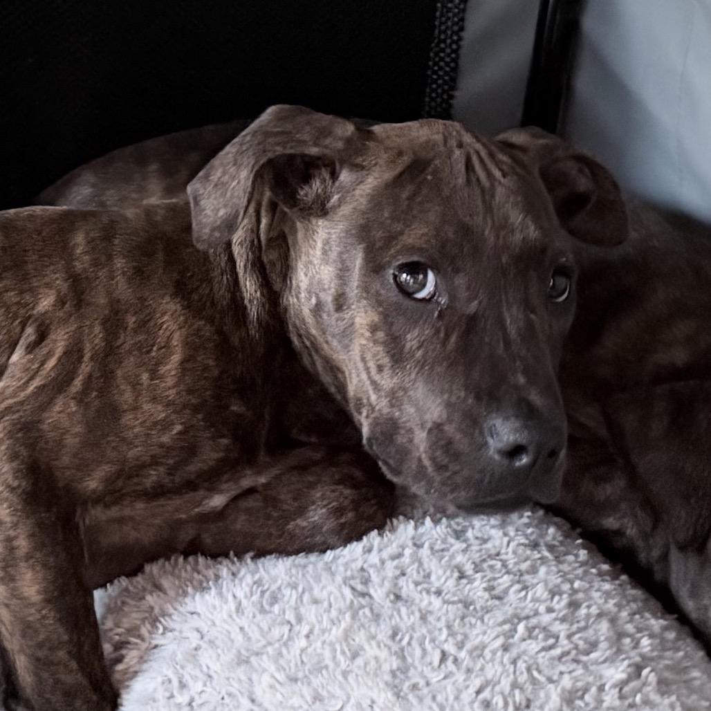 Enlarge Toad, a Adoptable mixed breed in Northville, MI image 3/3