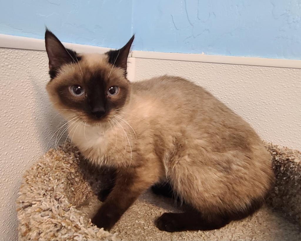 Lusaka, Adoptable, Young Female Siamese.