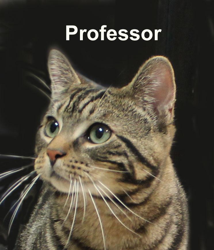Professor Fuh.-d & d (sweet young male), adopted, Kitten Male Domestic Short Hair.