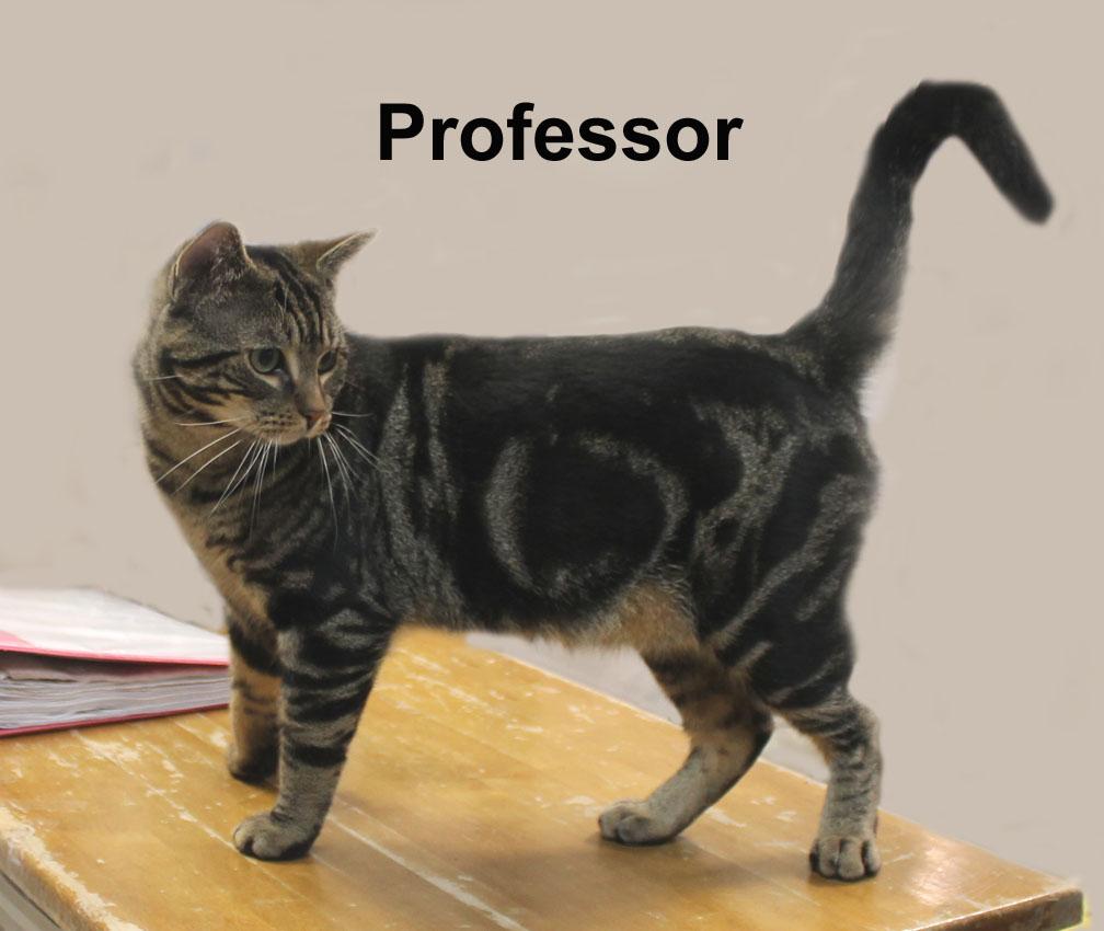 Enlarge Professor Fuh.-d & d (sweet young male), an adopted Domestic Short Hair in Stowe, PA image 2/3