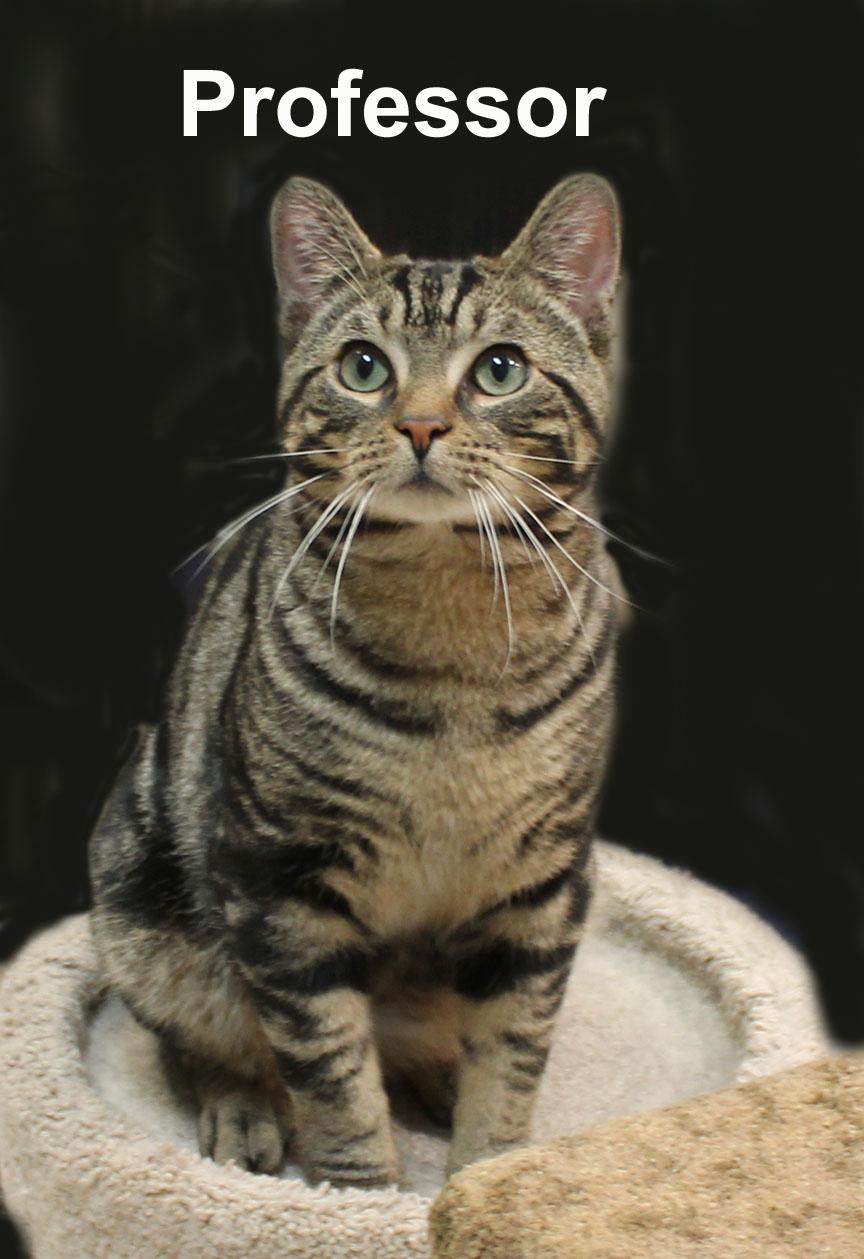 Enlarge Professor Fuh.-d & d (sweet young male), an adopted Domestic Short Hair in Stowe, PA image 3/3