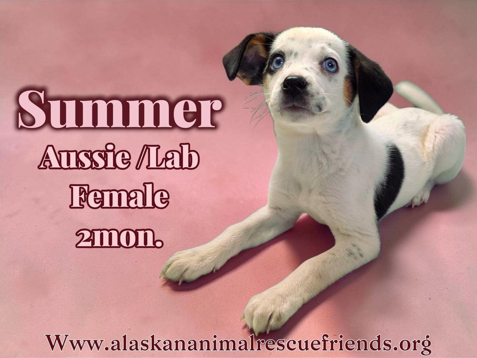Enlarge Summer, a Adoptable mixed breed in Anchorage, AK image 1/1