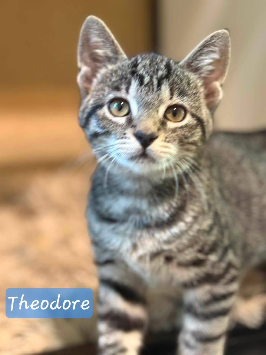 Theodore, adopted, Young Male Domestic Short Hair.