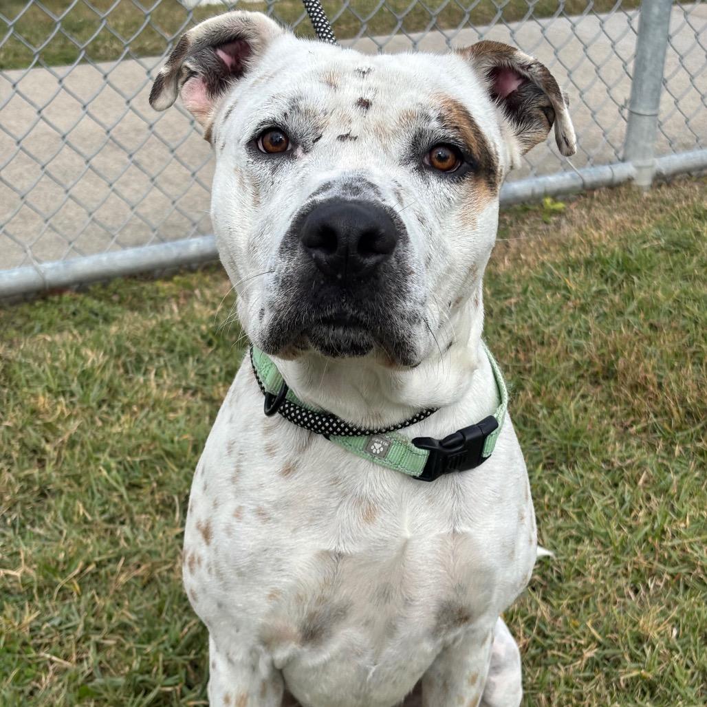 Enlarge Ferdinan, a Adoptable mixed breed in League City, TX image 2/2