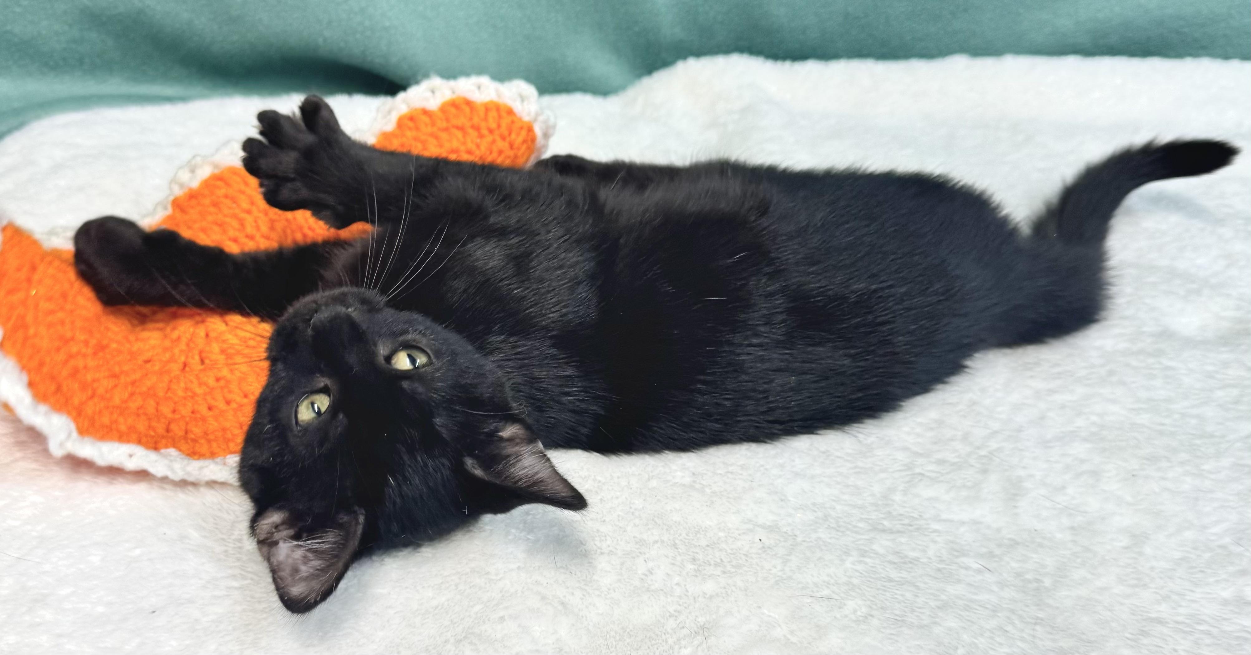 BISCUIT, Adoptable, Kitten Male Domestic Short Hair.