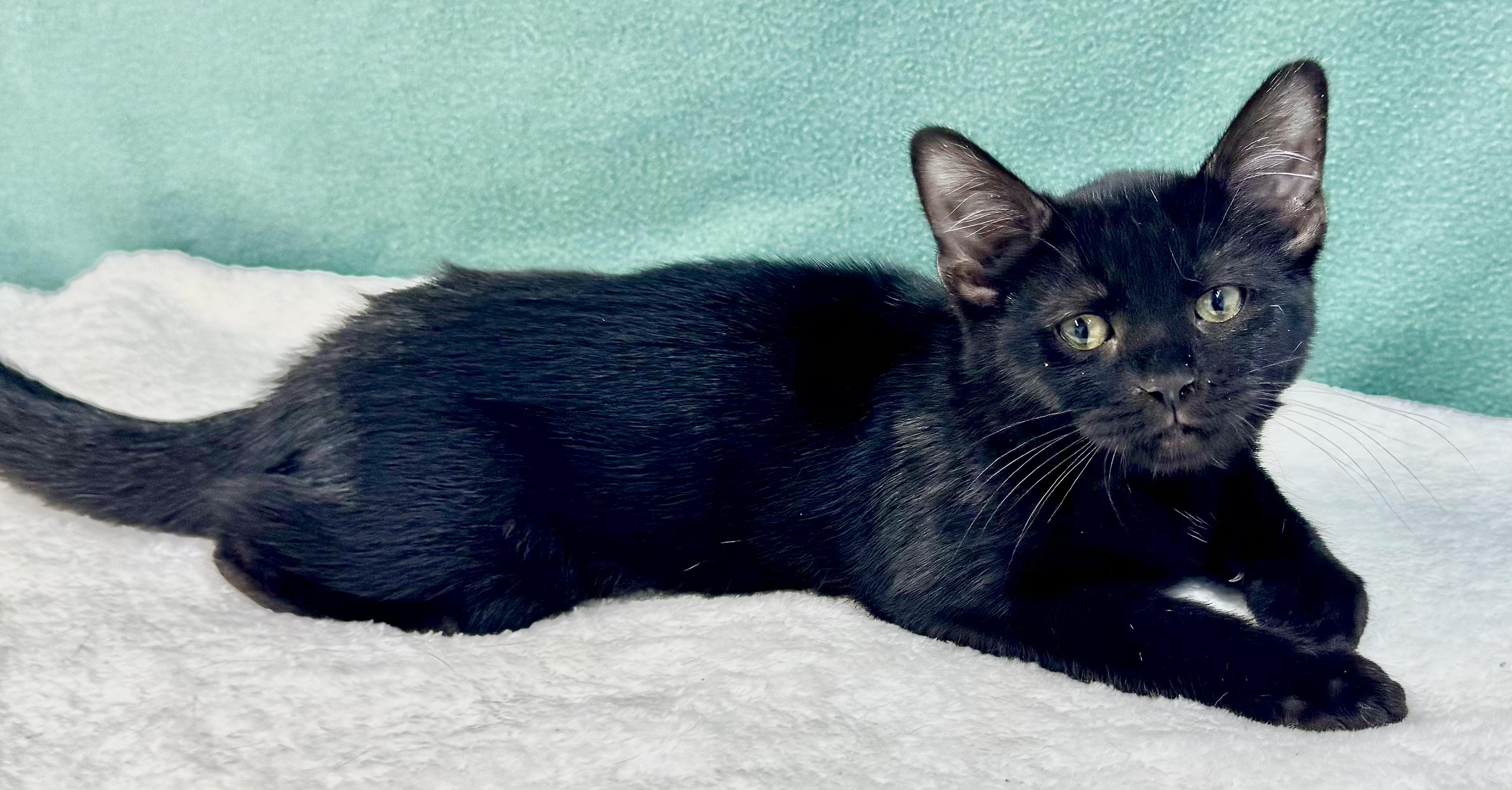 Enlarge BISCUIT, a Adoptable mixed breed in Beechbottom, WV image 2/3