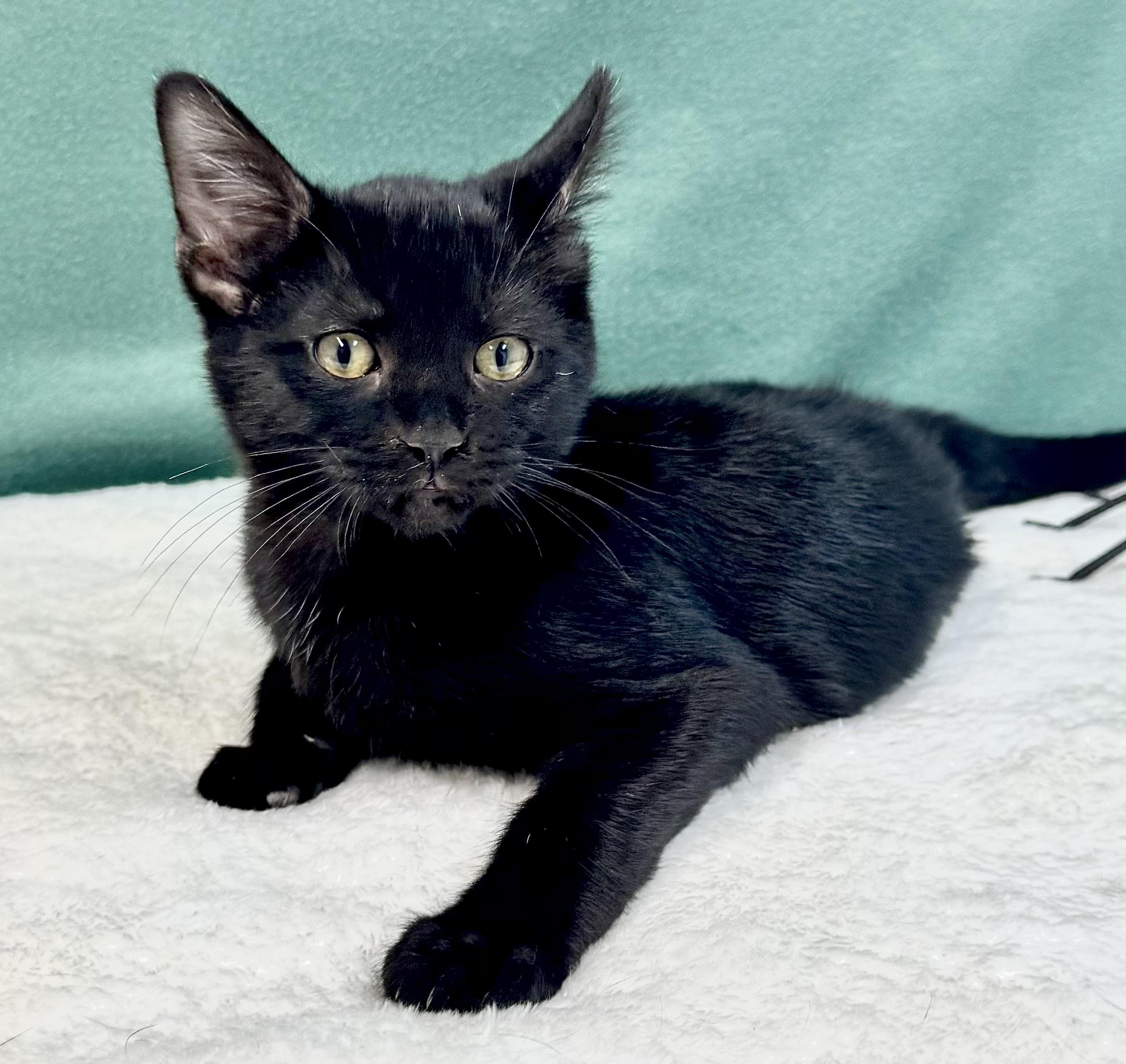 Enlarge BISCUIT, a Adoptable mixed breed in Beechbottom, WV image 3/3