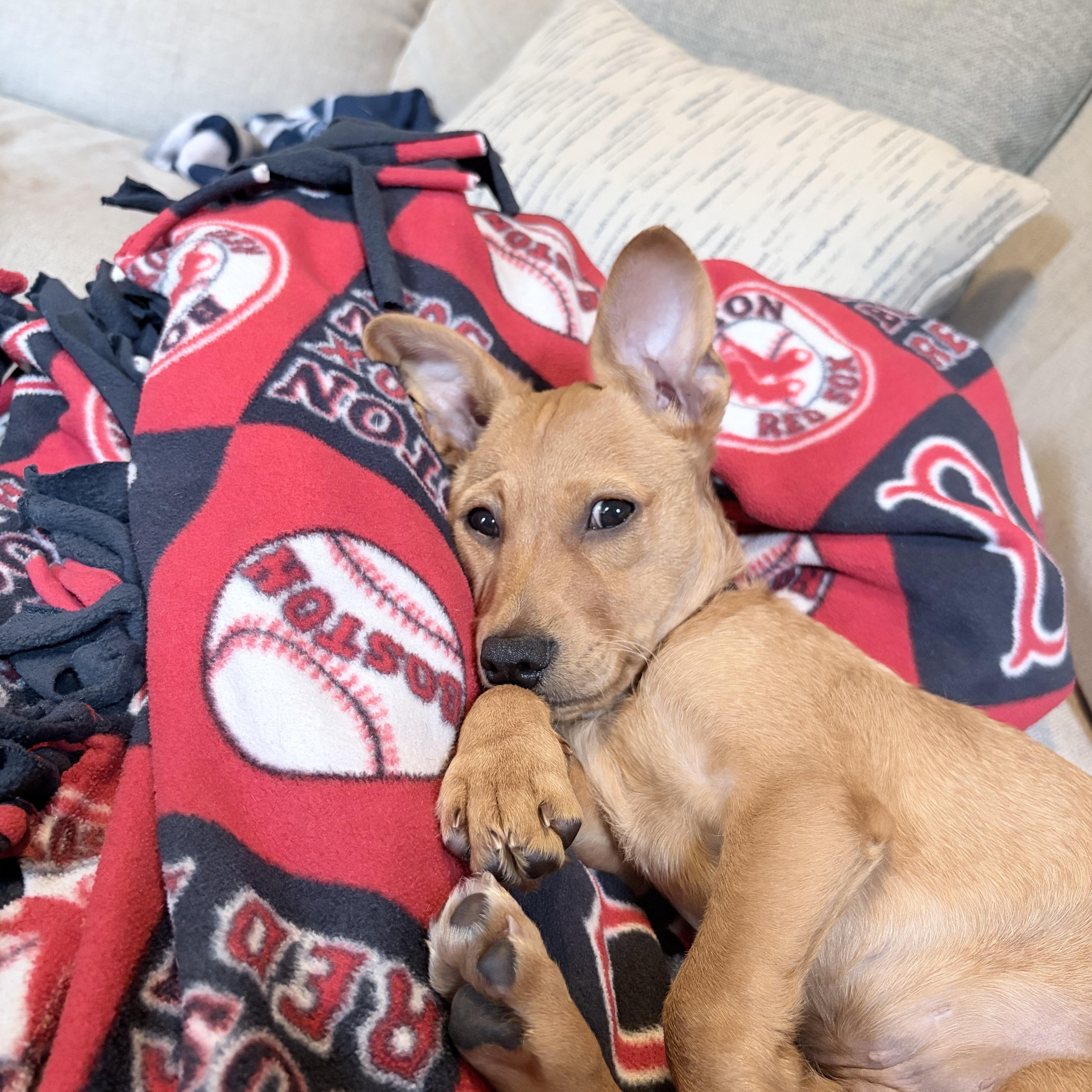 Eric, Adoptable, Puppy Male Chihuahua & Terrier.