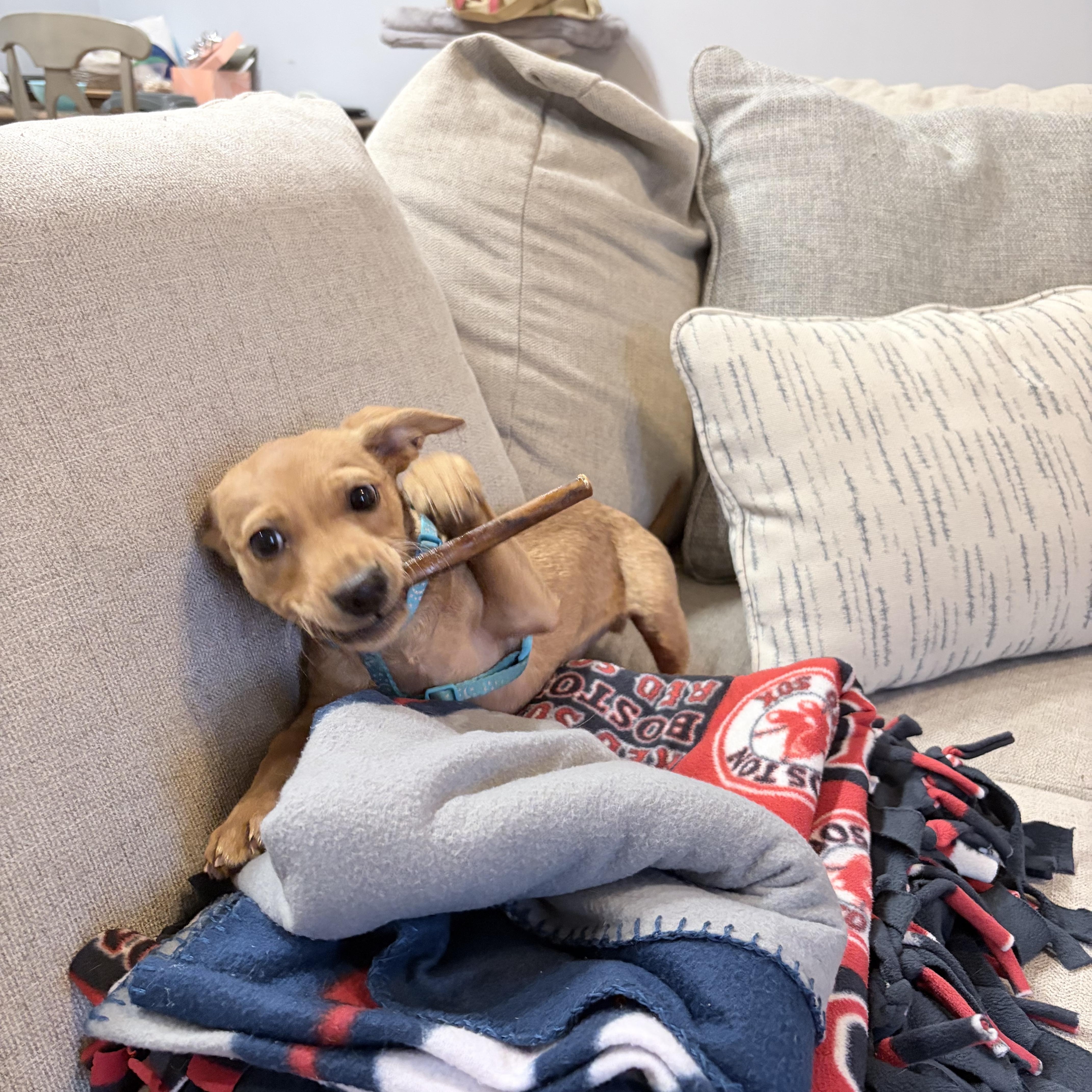 Enlarge Eric, a ADOPTABLE mixed breed in East Brunswick, NJ image 5/5