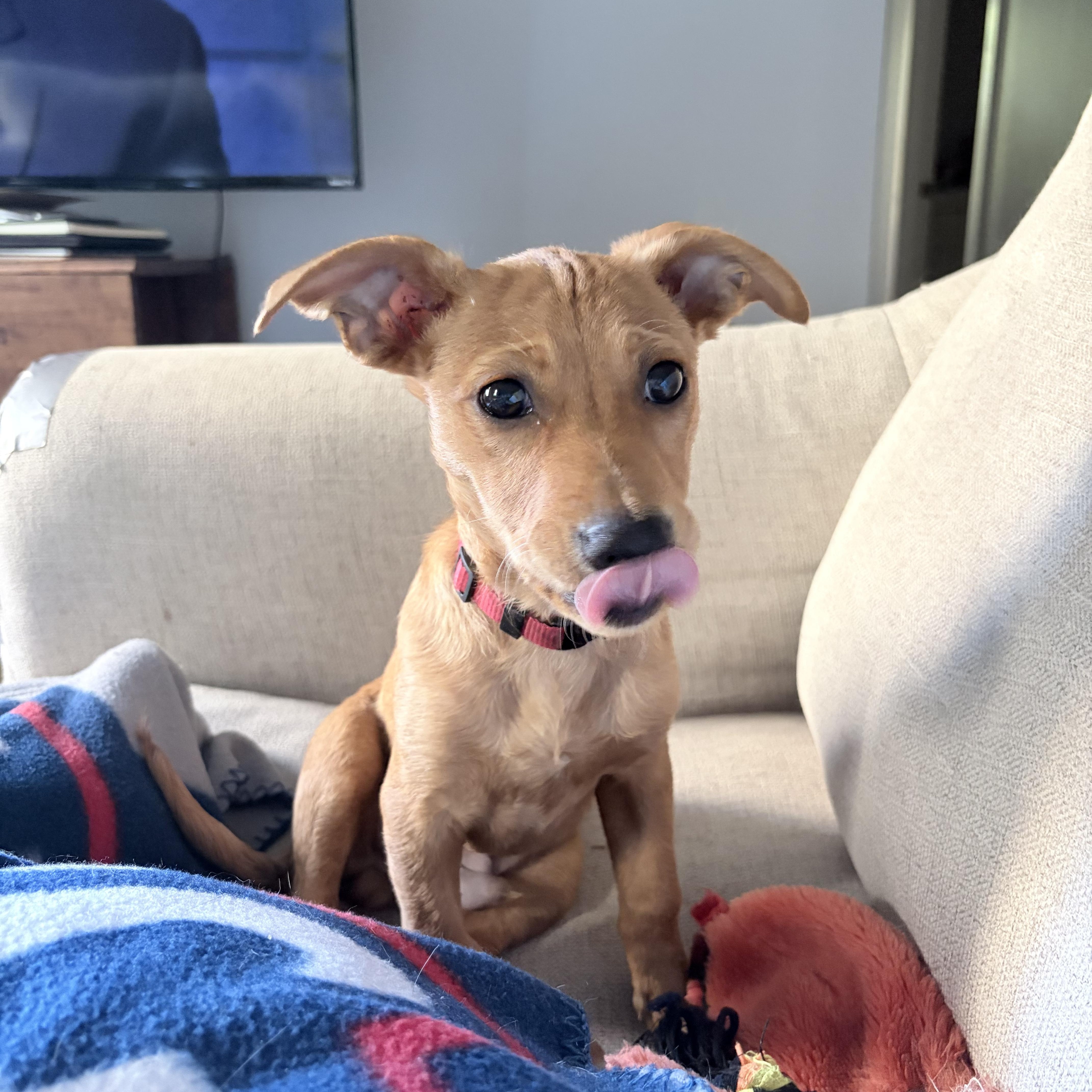 Enlarge Eric, a ADOPTABLE mixed breed in East Brunswick, NJ image 1/5