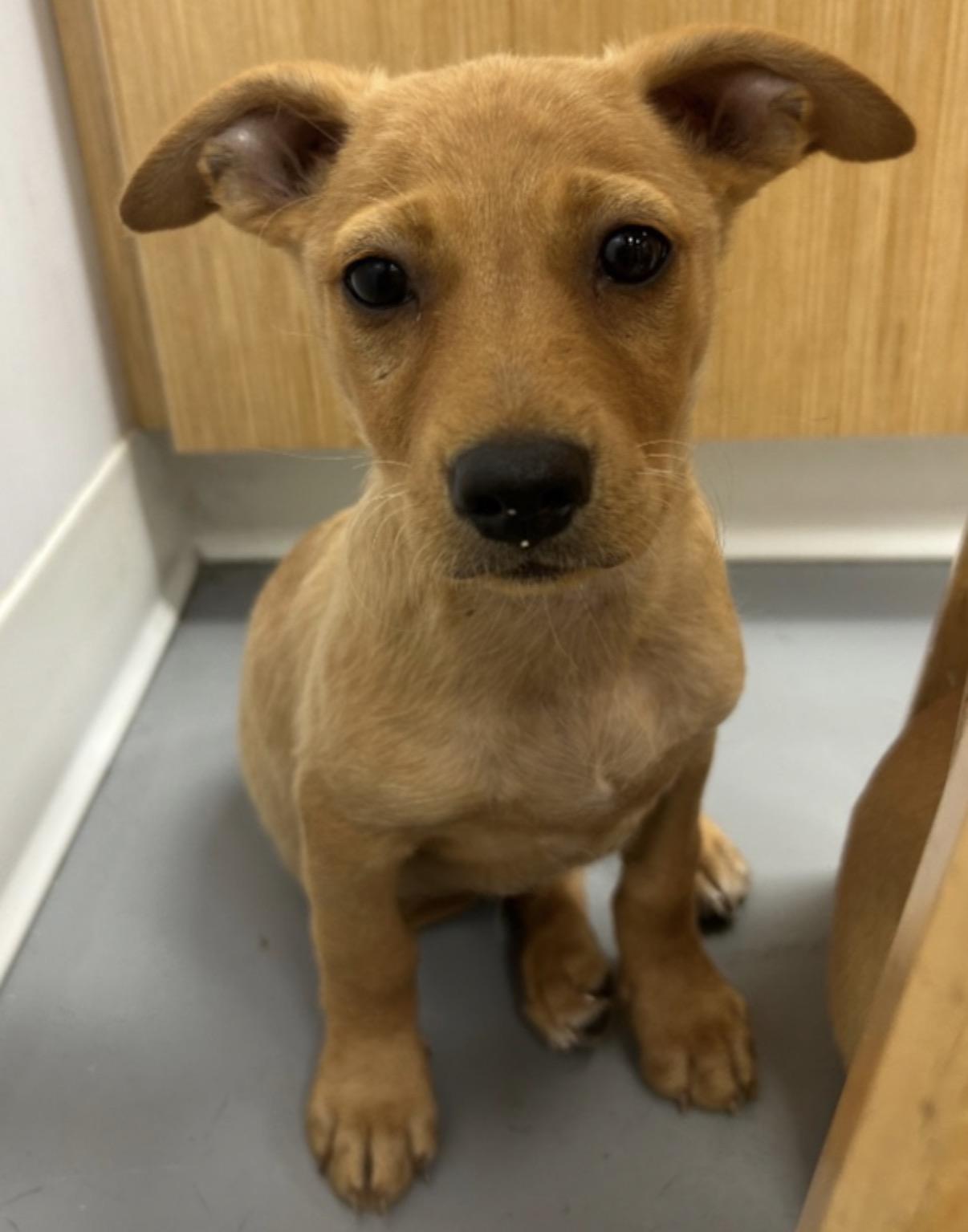Enlarge Eric, a ADOPTABLE mixed breed in East Brunswick, NJ image 4/5
