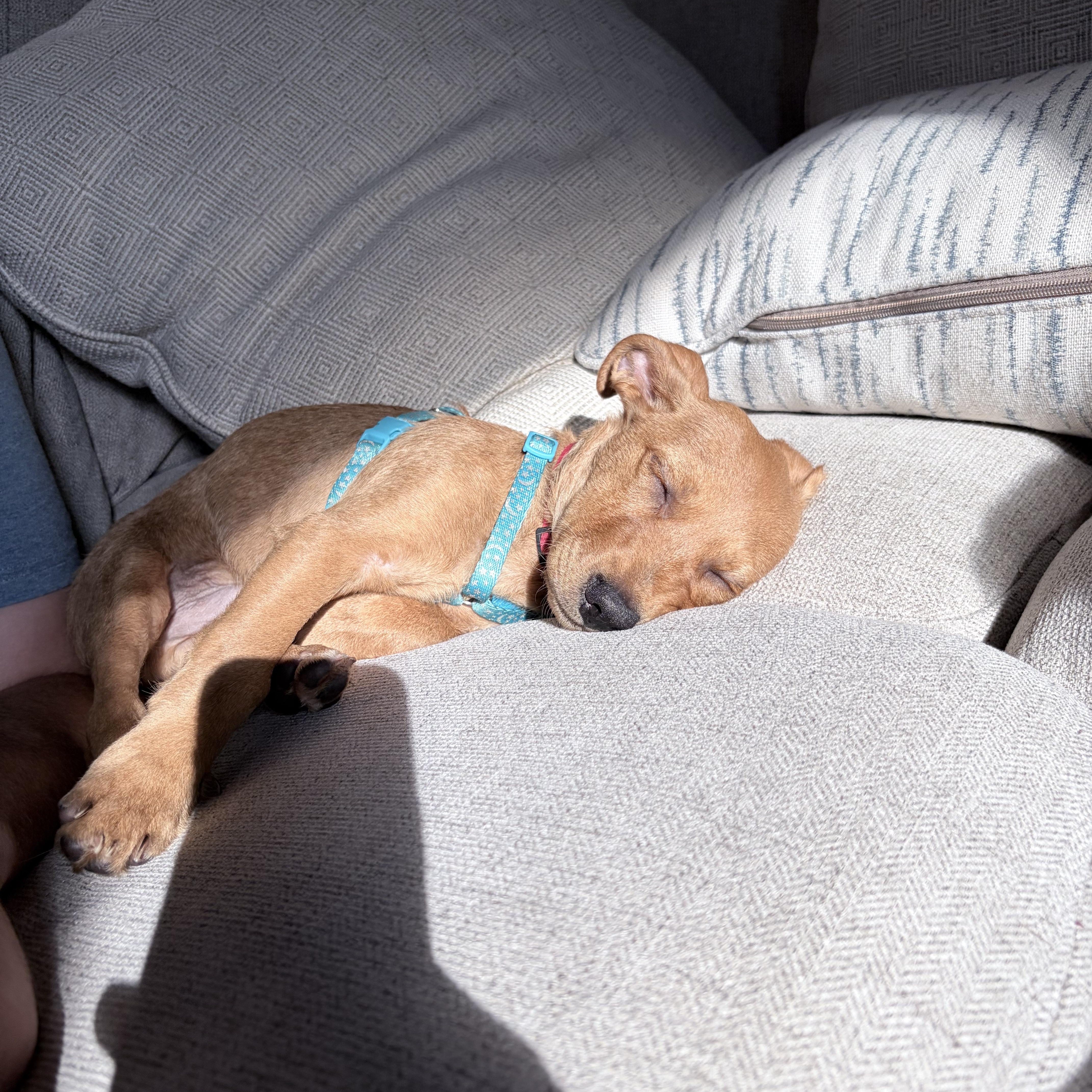 Enlarge Eric, a ADOPTABLE mixed breed in East Brunswick, NJ image 3/5