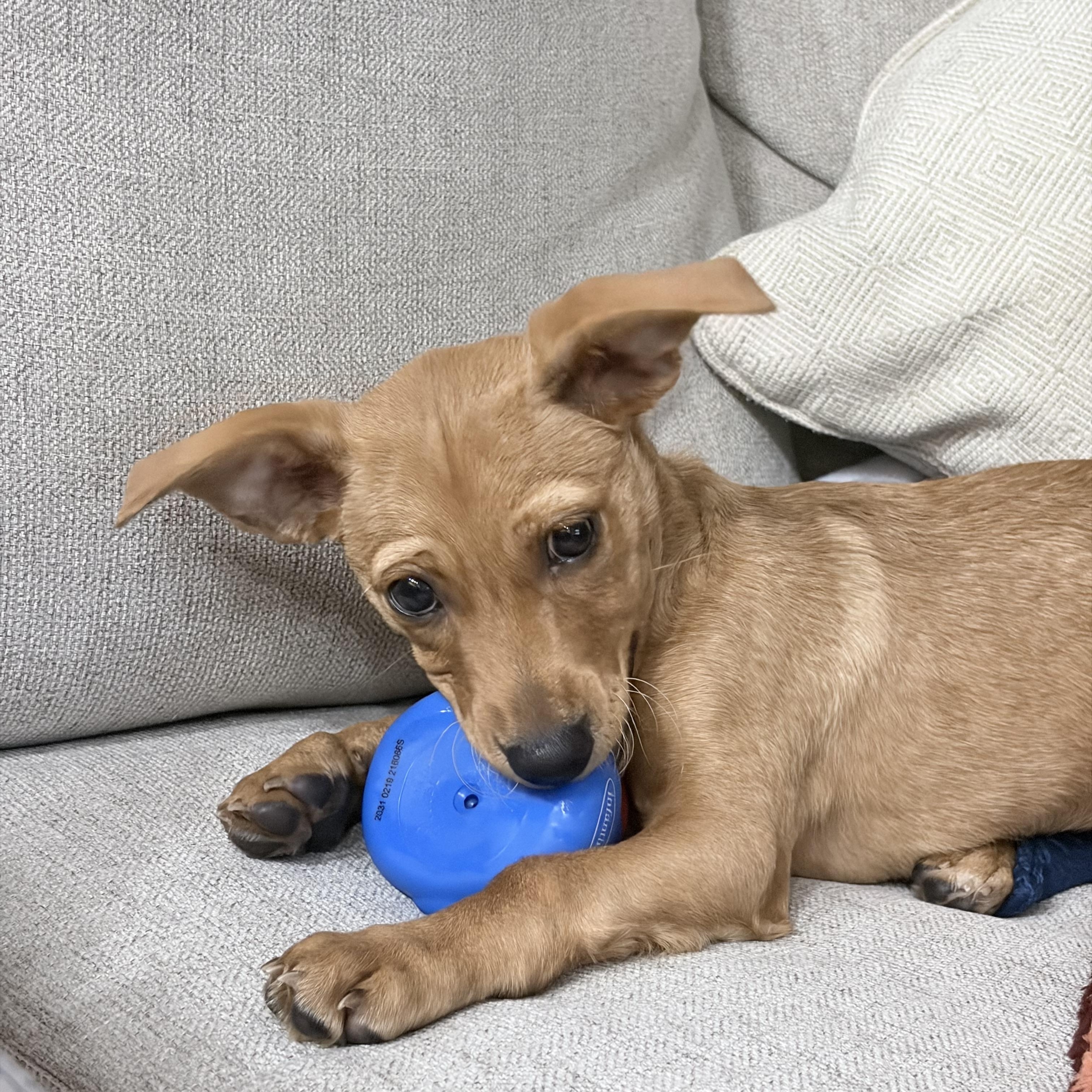 Enlarge Eric, a ADOPTABLE mixed breed in East Brunswick, NJ image 2/5