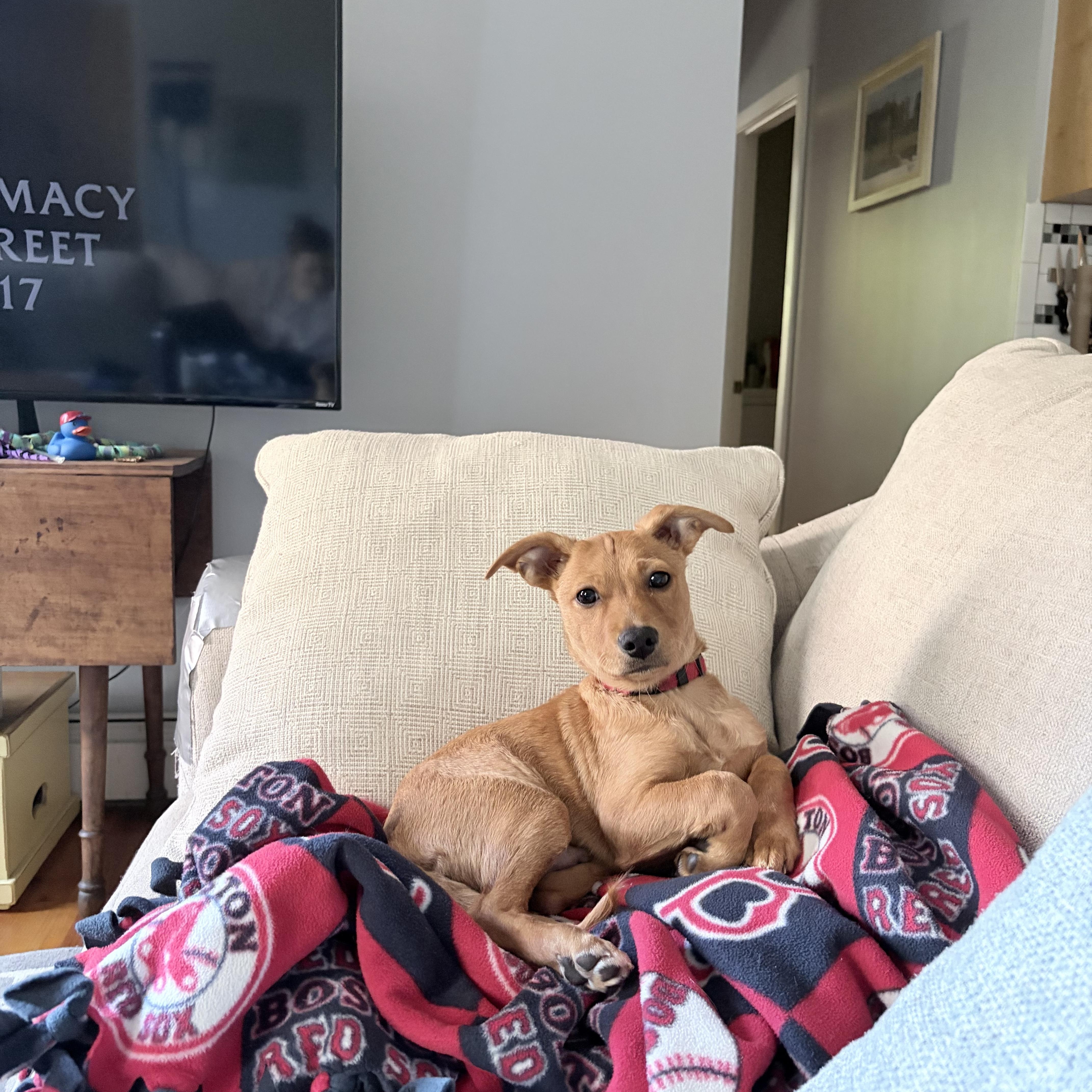 Enlarge Eric, a Adoptable mixed breed in East Brunswick, NJ image 2/5
