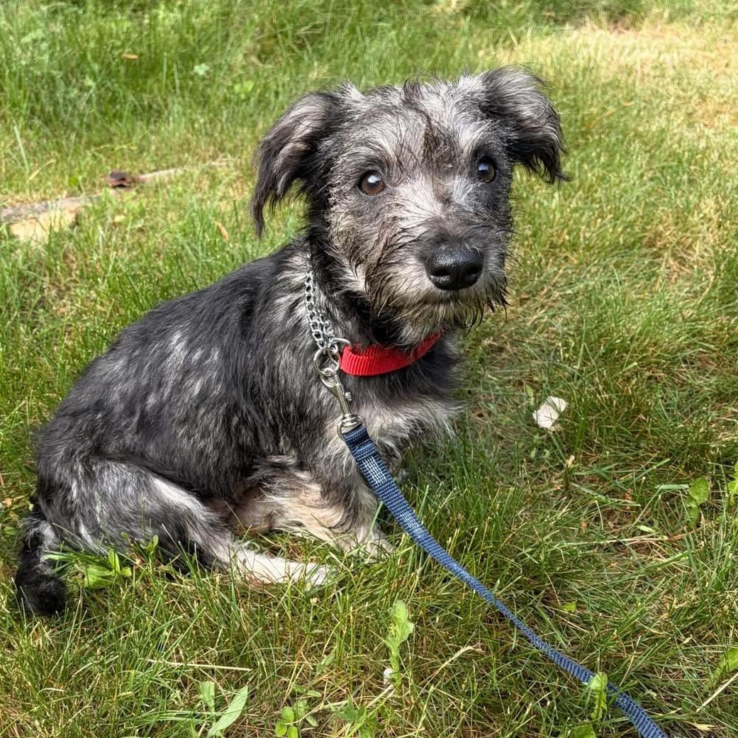 DOTTIE, ADOPTABLE, Puppy Female Yorkshire Terrier & Shih Tzu.